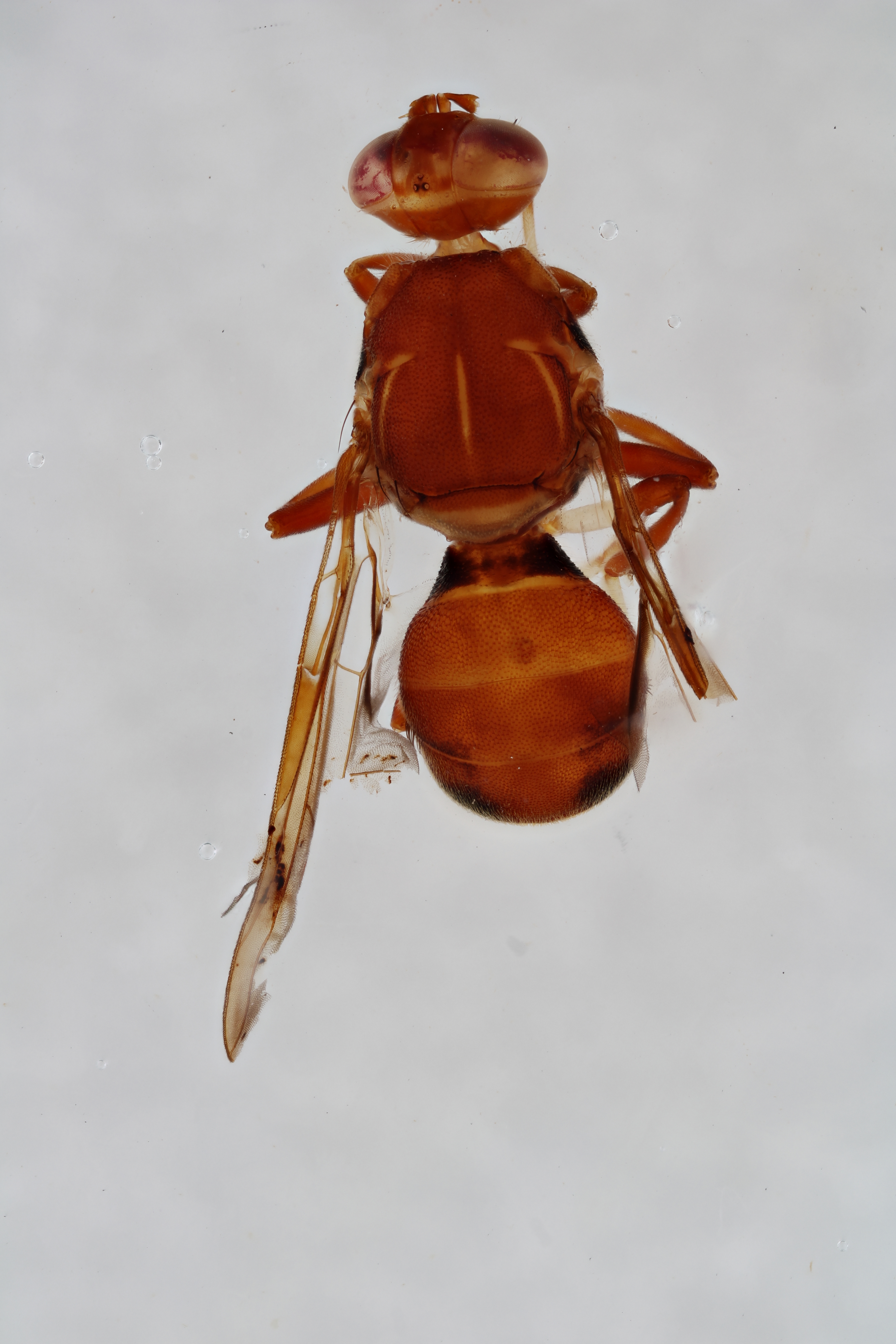 Image of a fruit fly