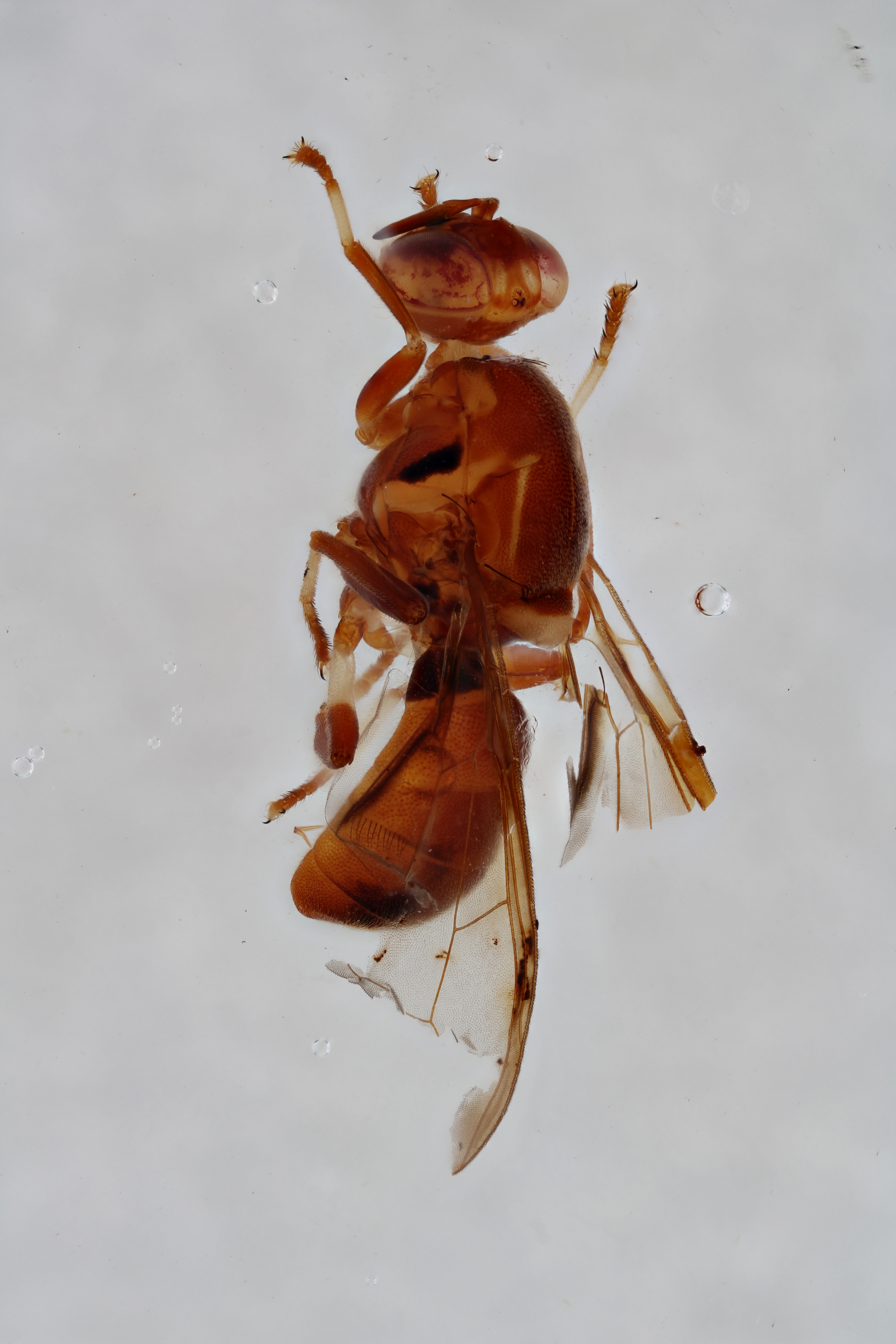 Image of a fruit fly