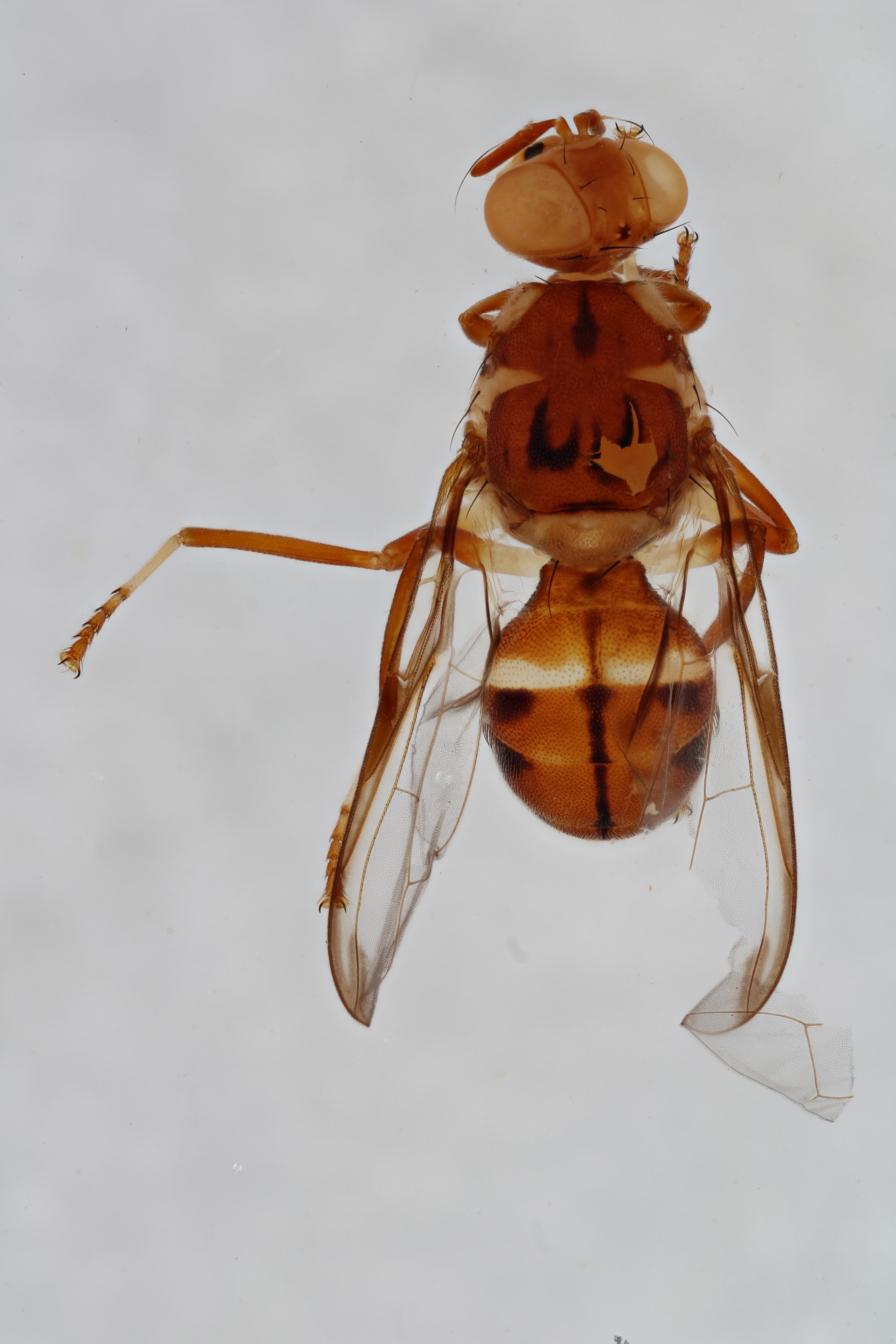 Image of a fruit fly