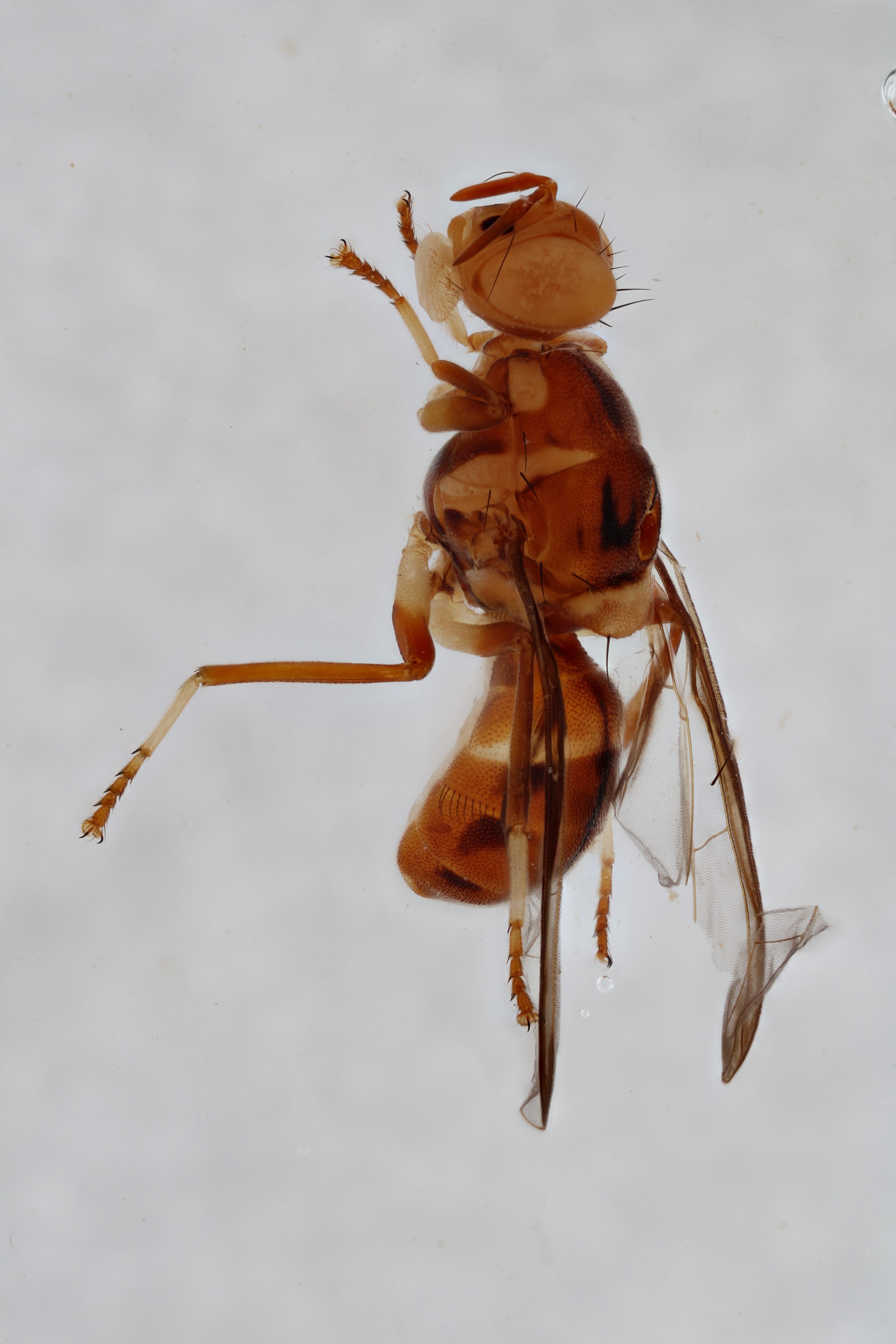 Image of a fruit fly