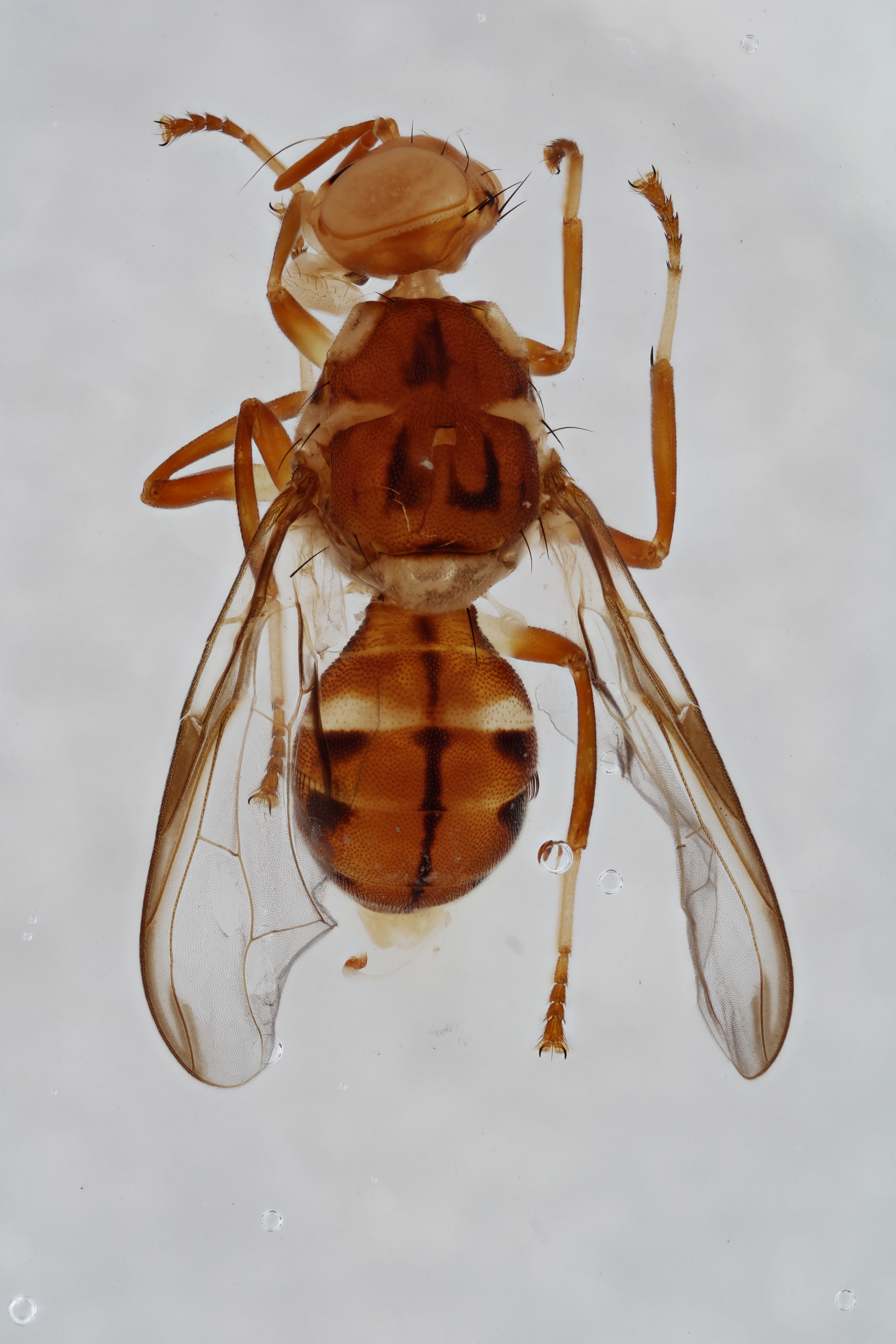 Image of a fruit fly