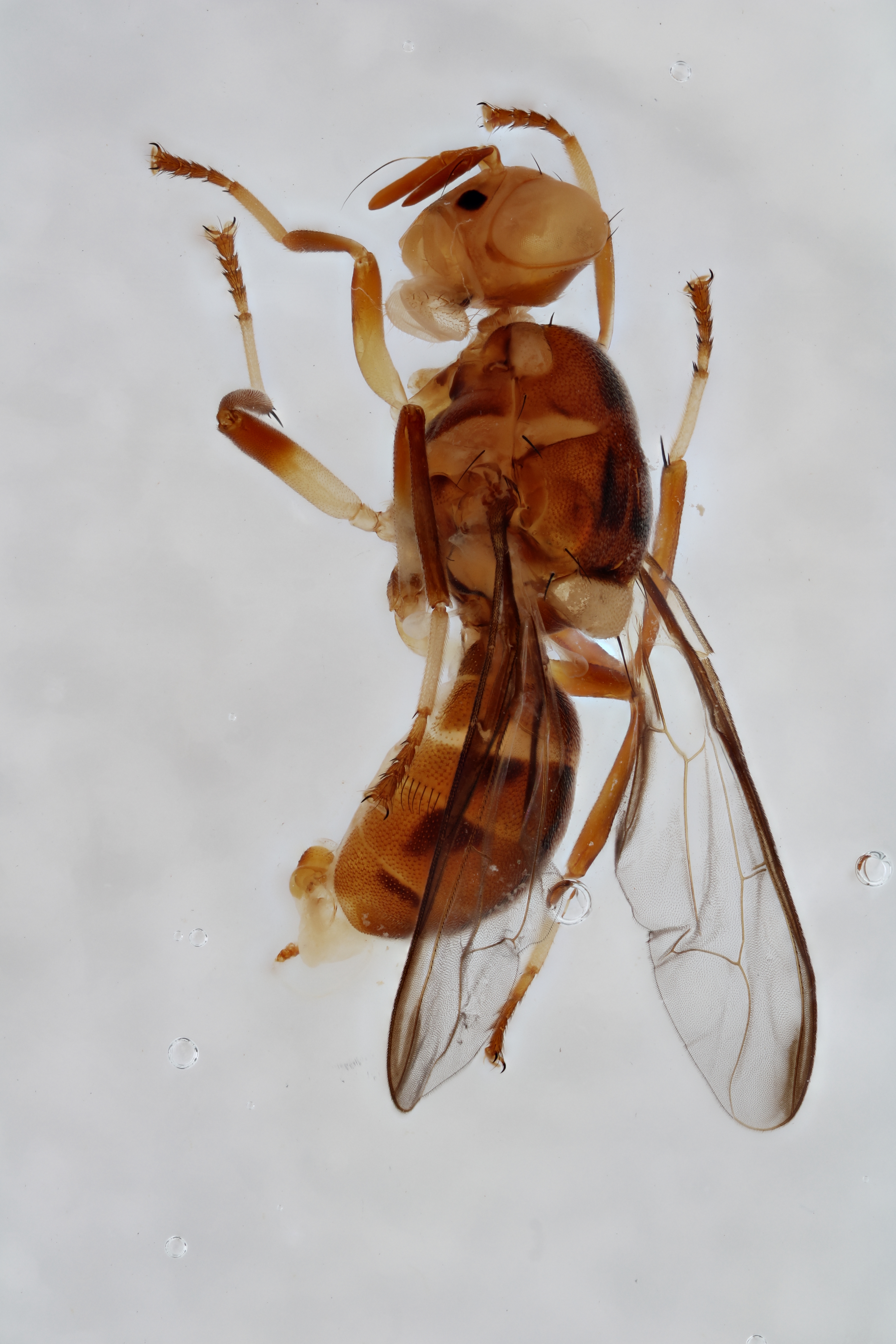 Image of a fruit fly