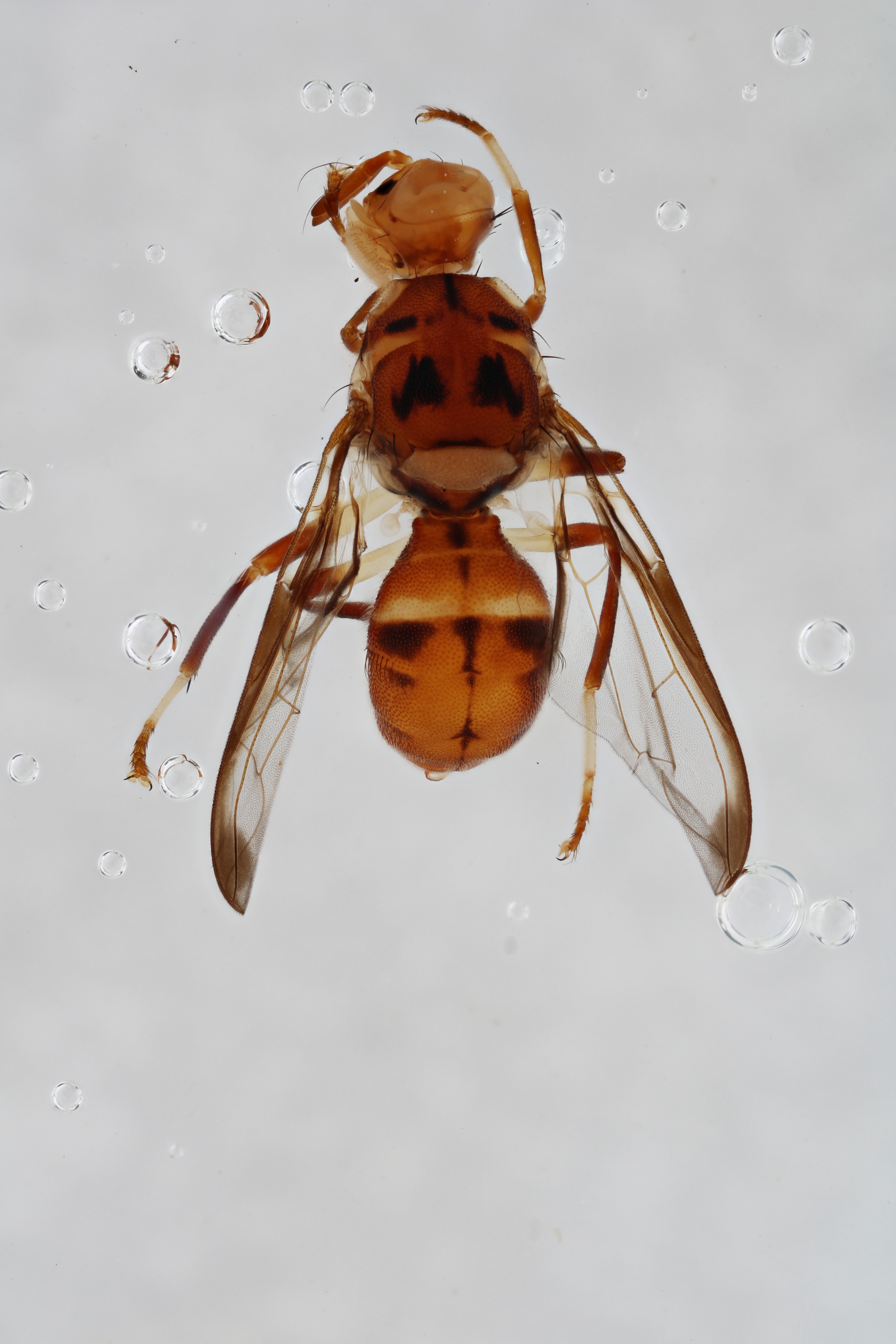 Image of a fruit fly