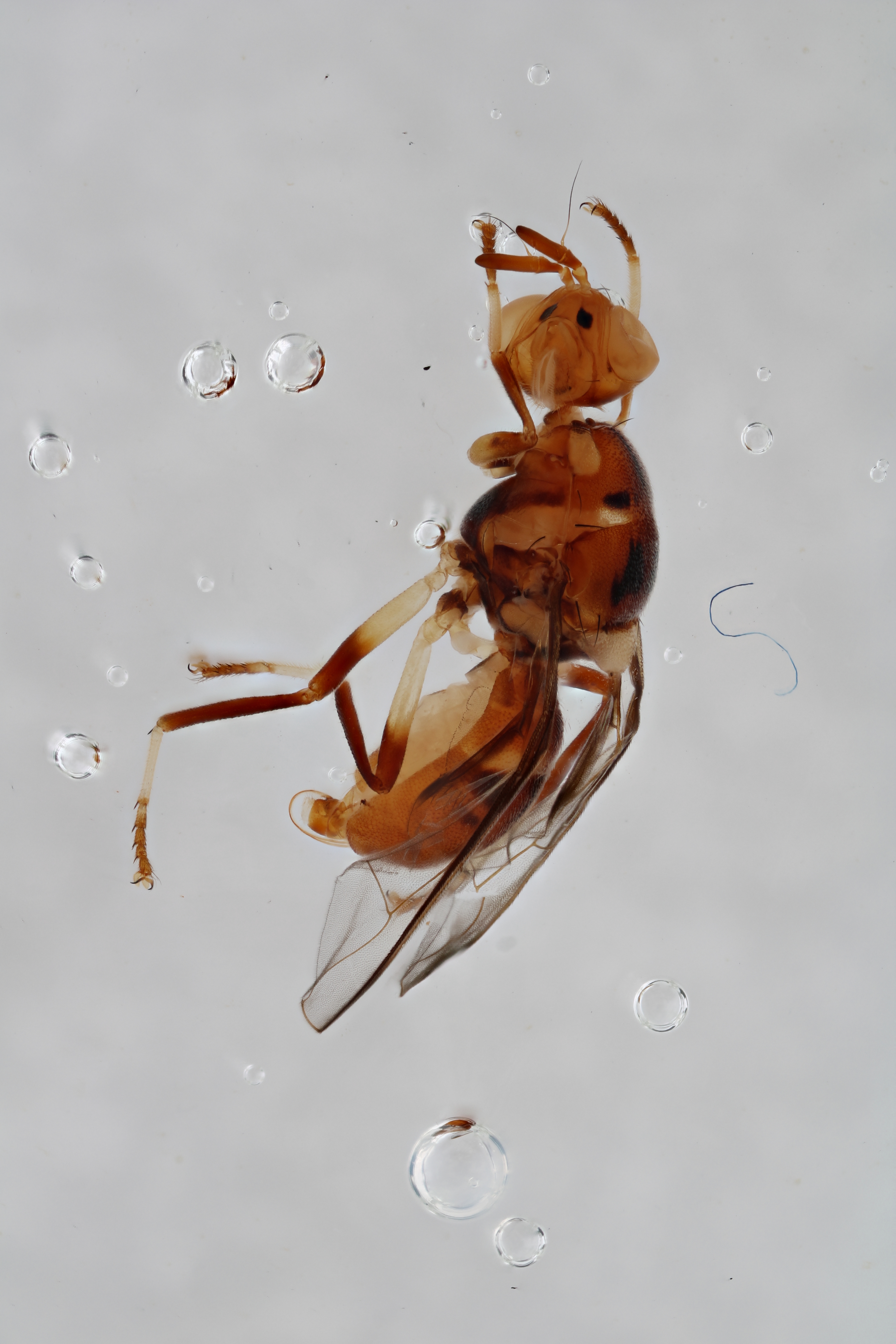 Image of a fruit fly