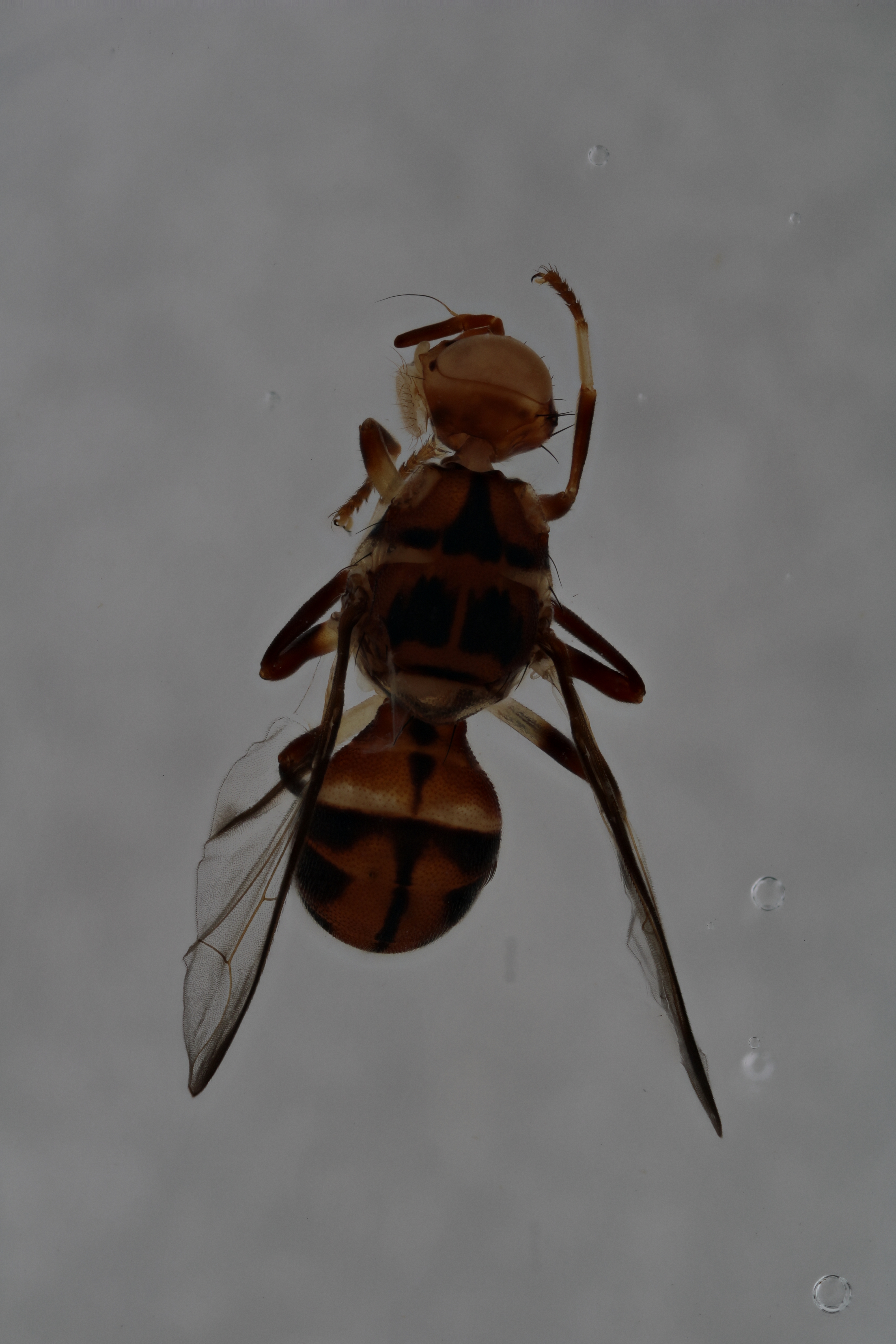 Image of a fruit fly