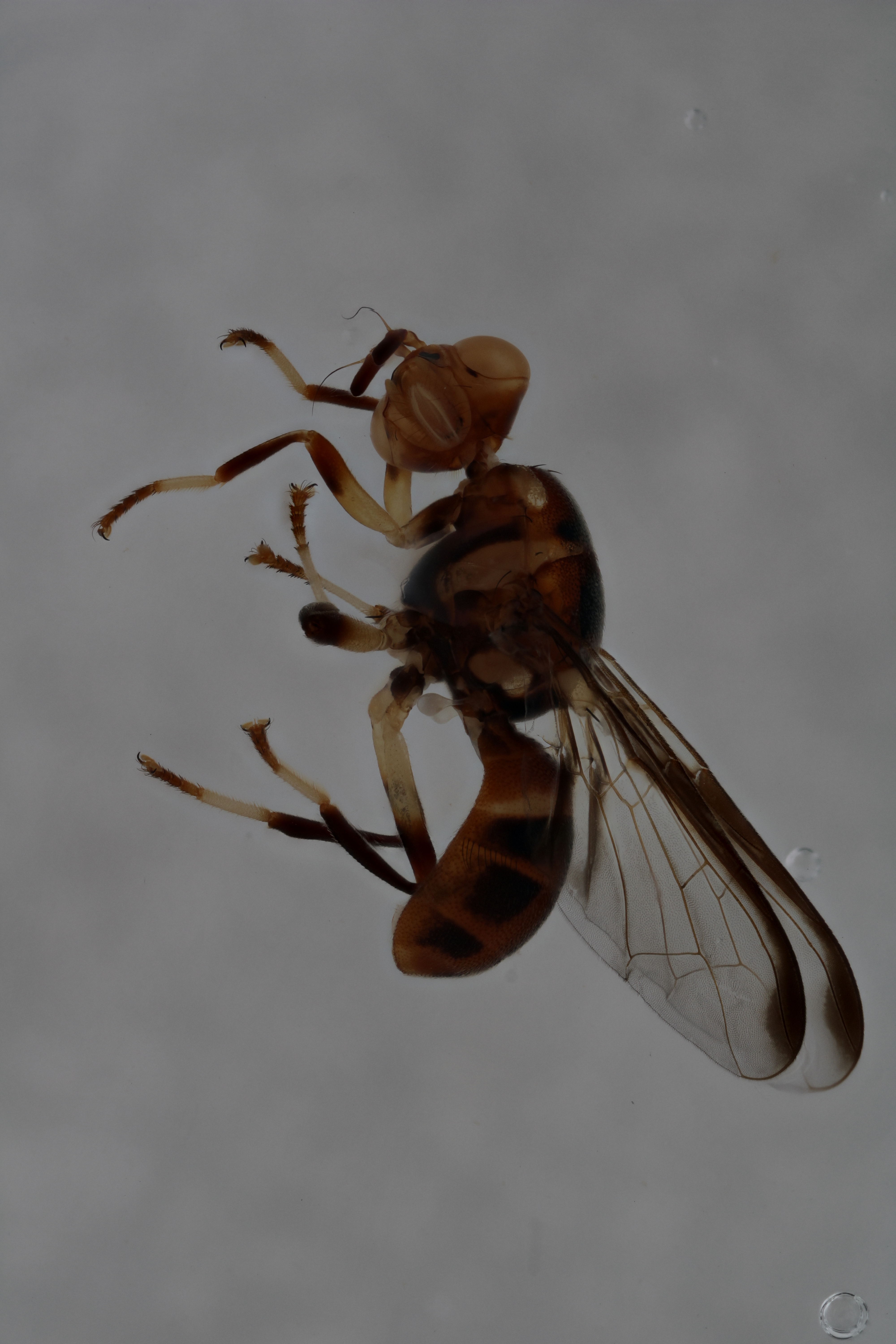 Image of a fruit fly