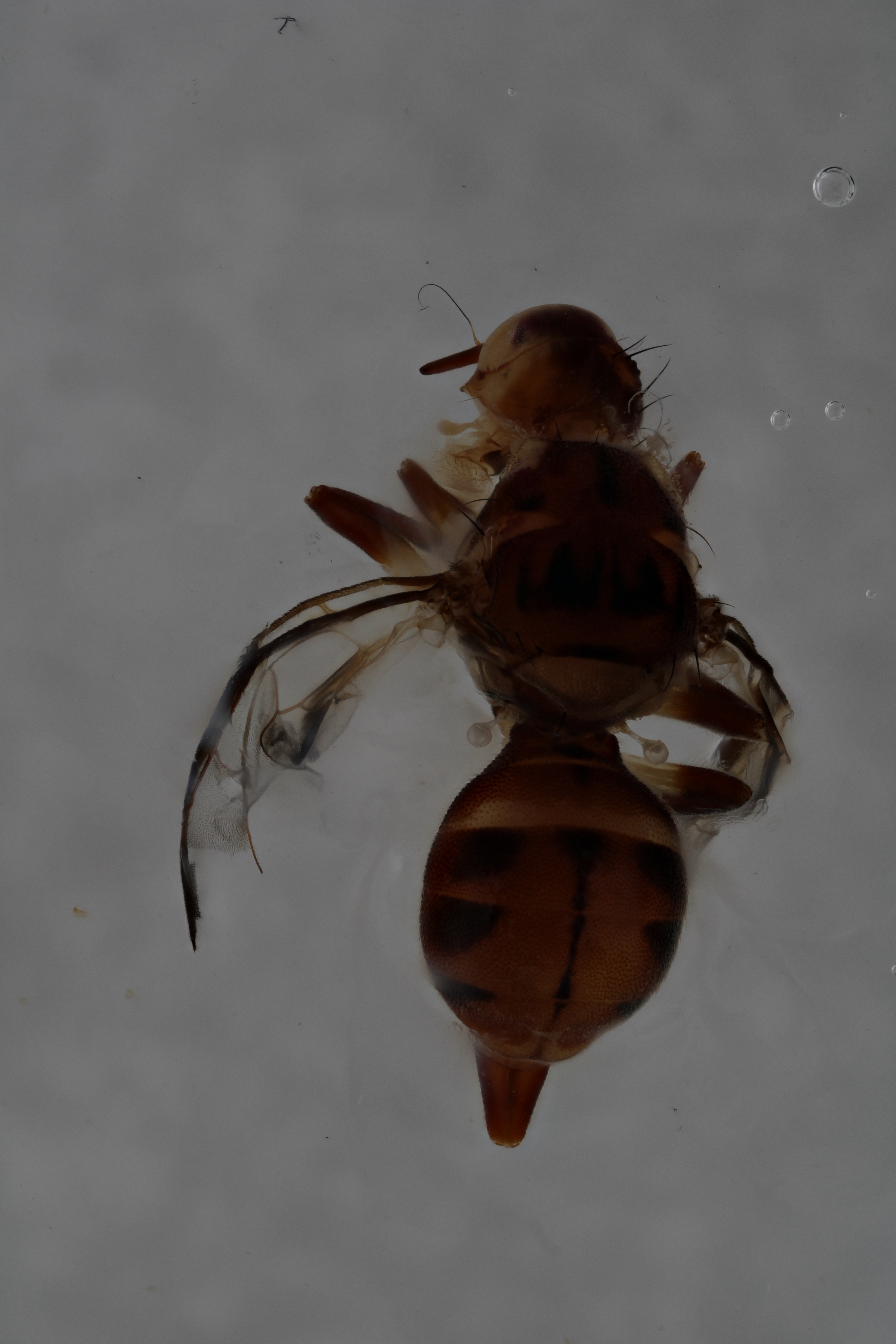 Image of a fruit fly