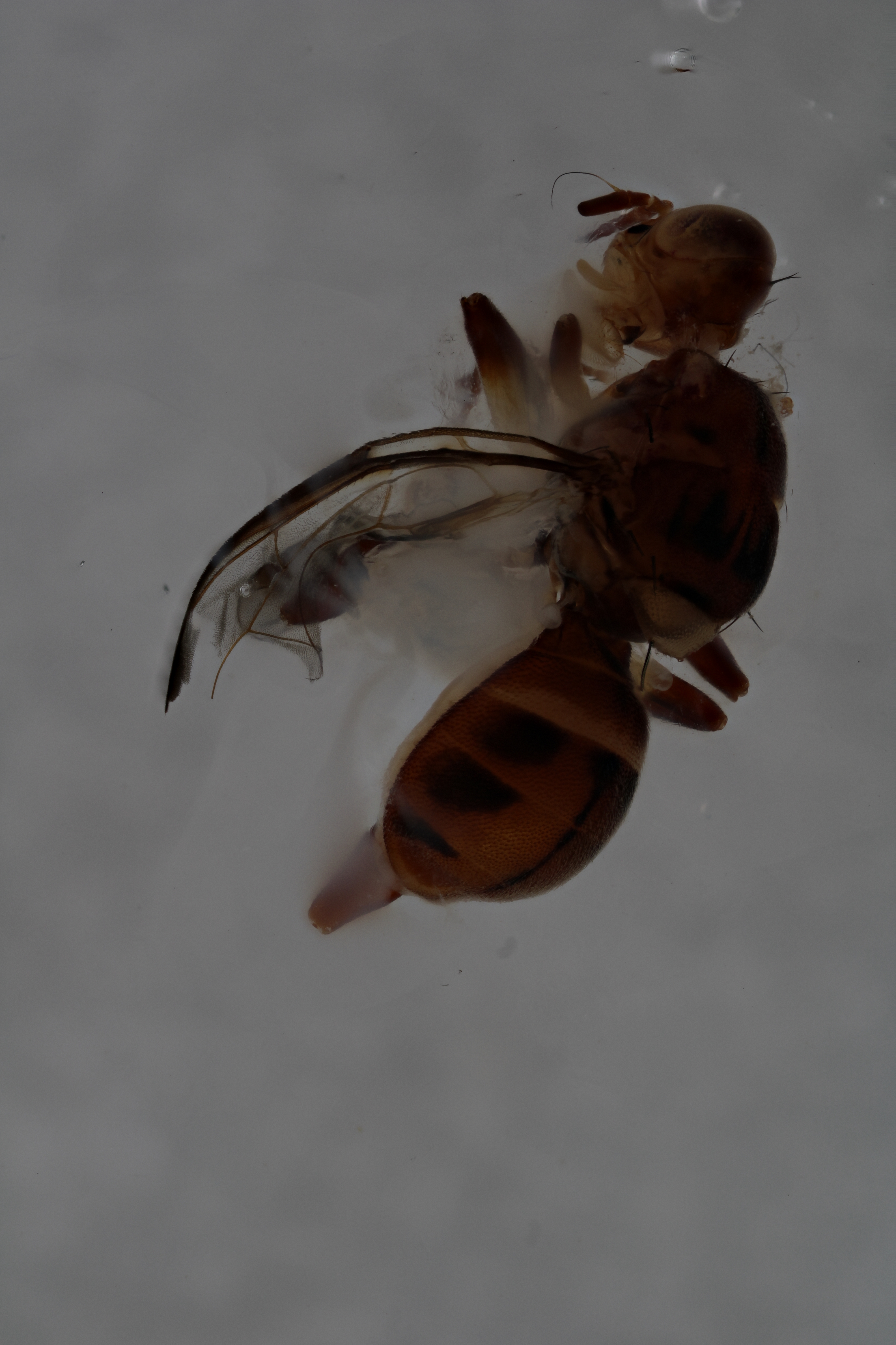 Image of a fruit fly