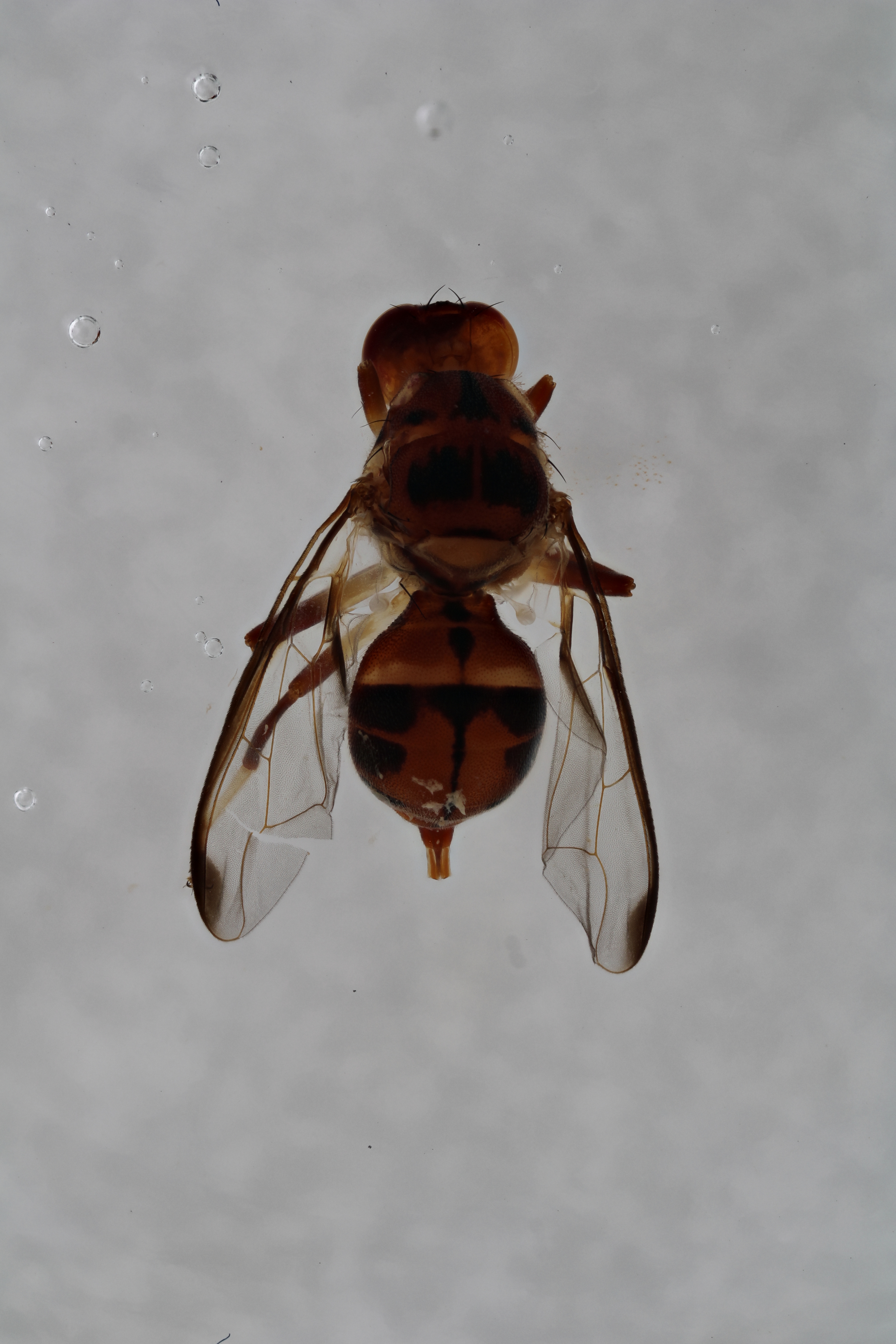 Image of a fruit fly