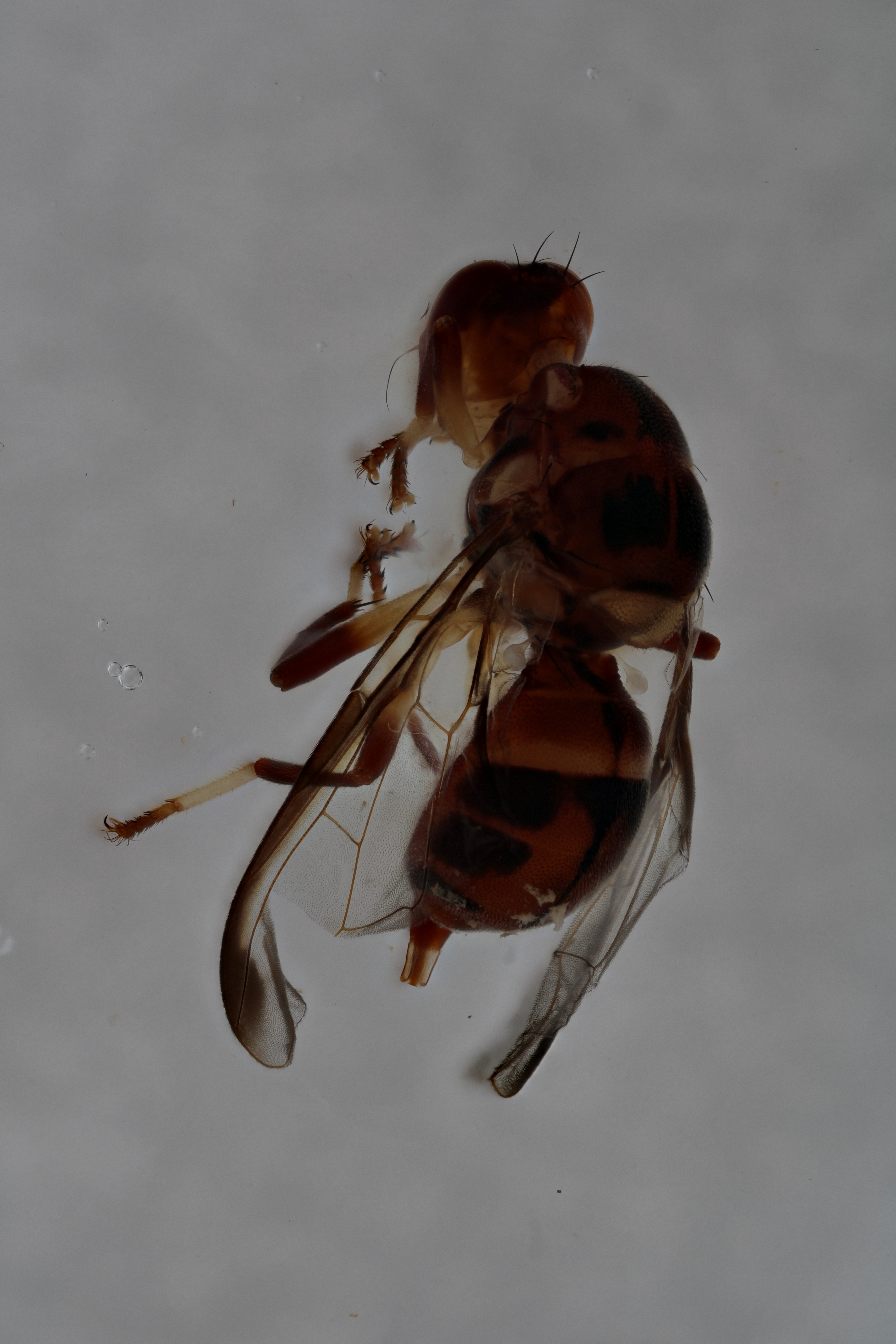 Image of a fruit fly