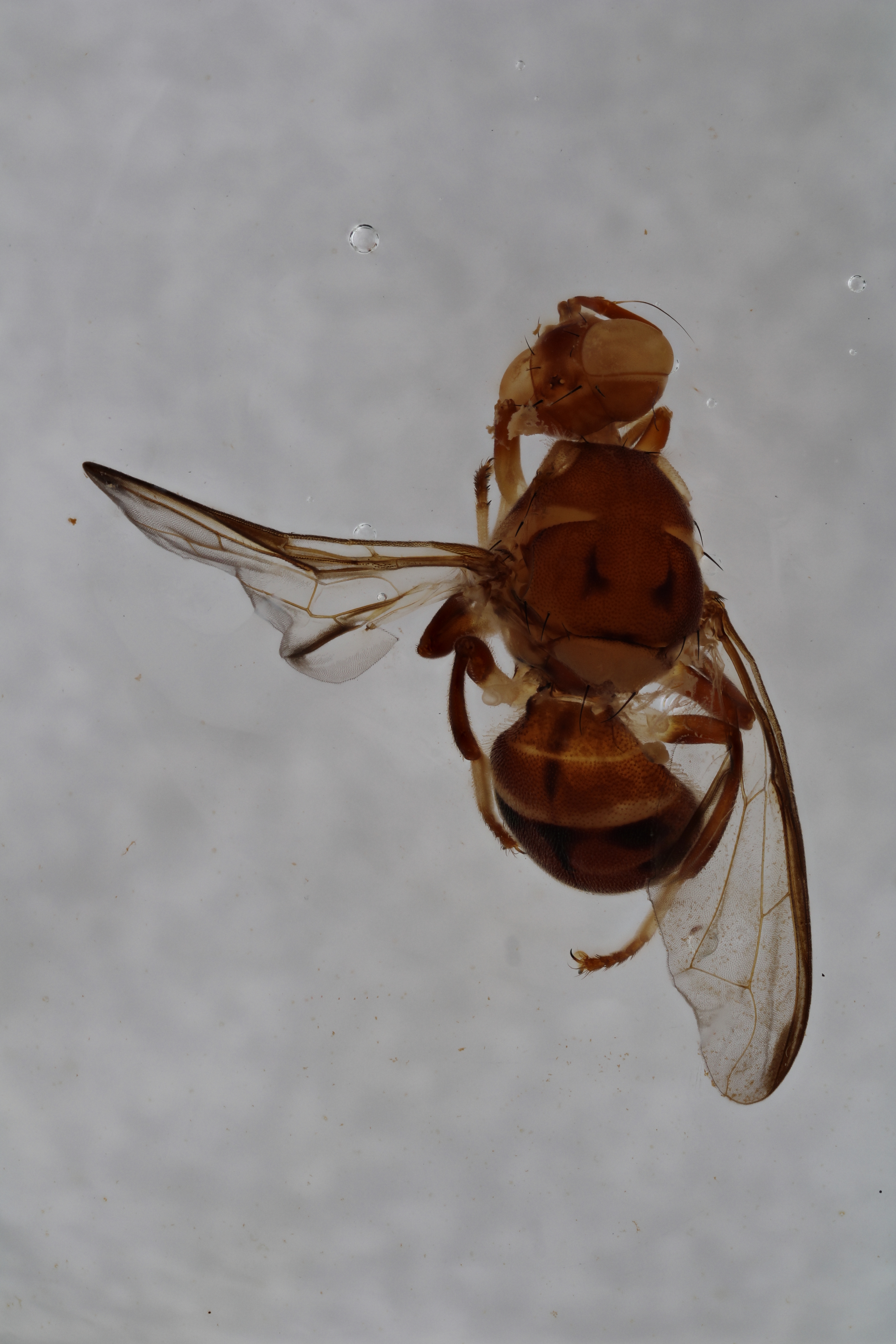 Image of a fruit fly