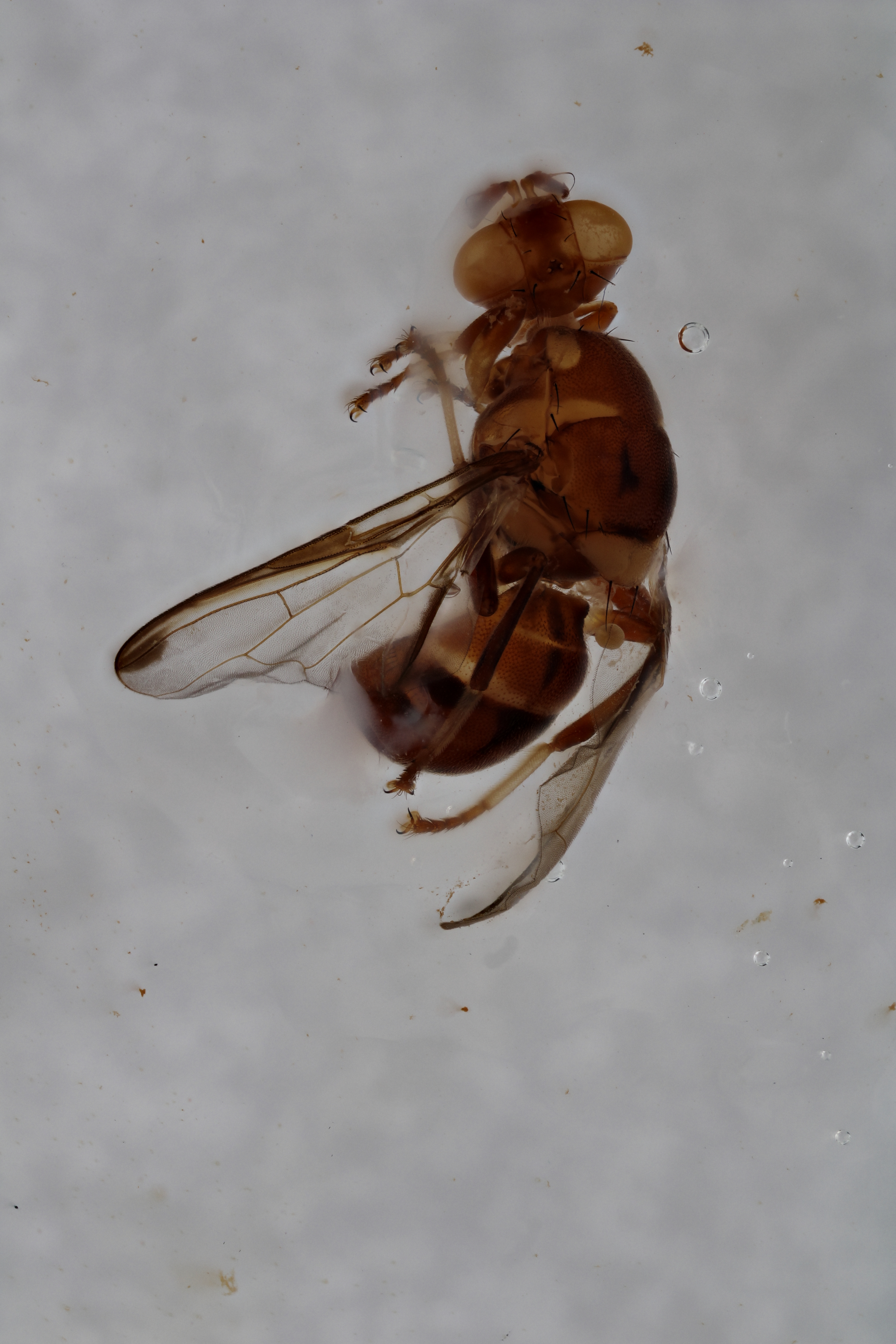 Image of a fruit fly