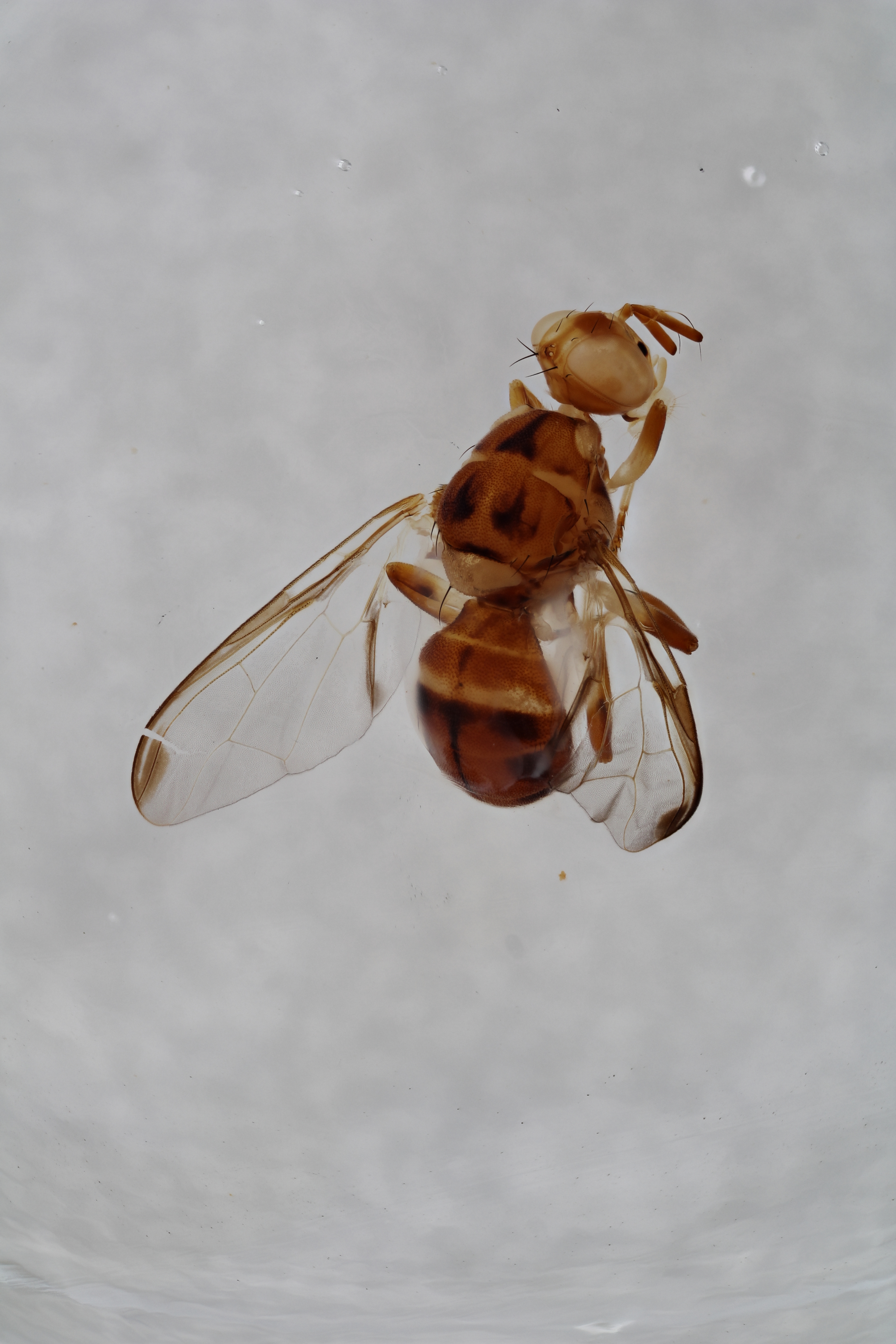 Image of a fruit fly