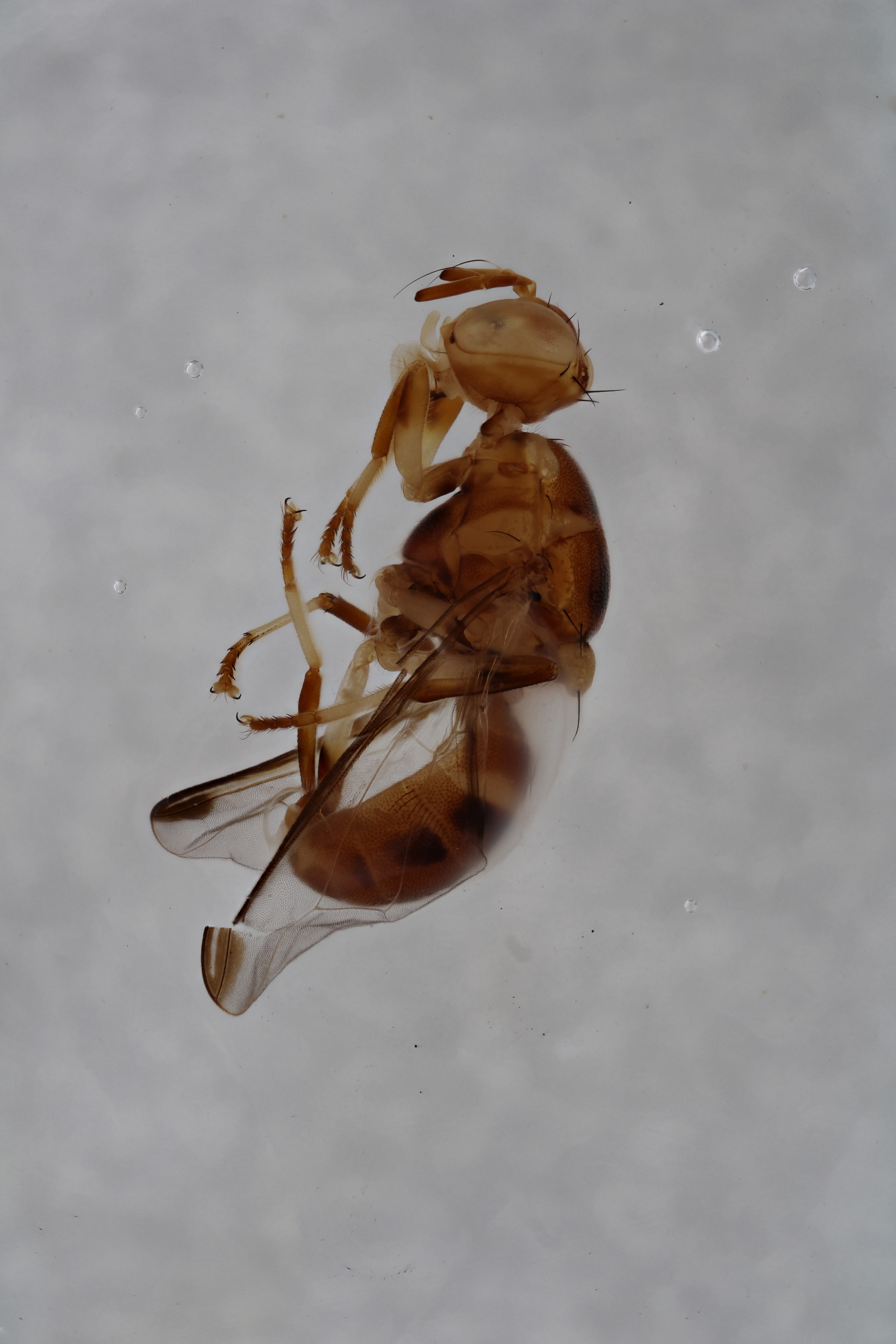 Image of a fruit fly