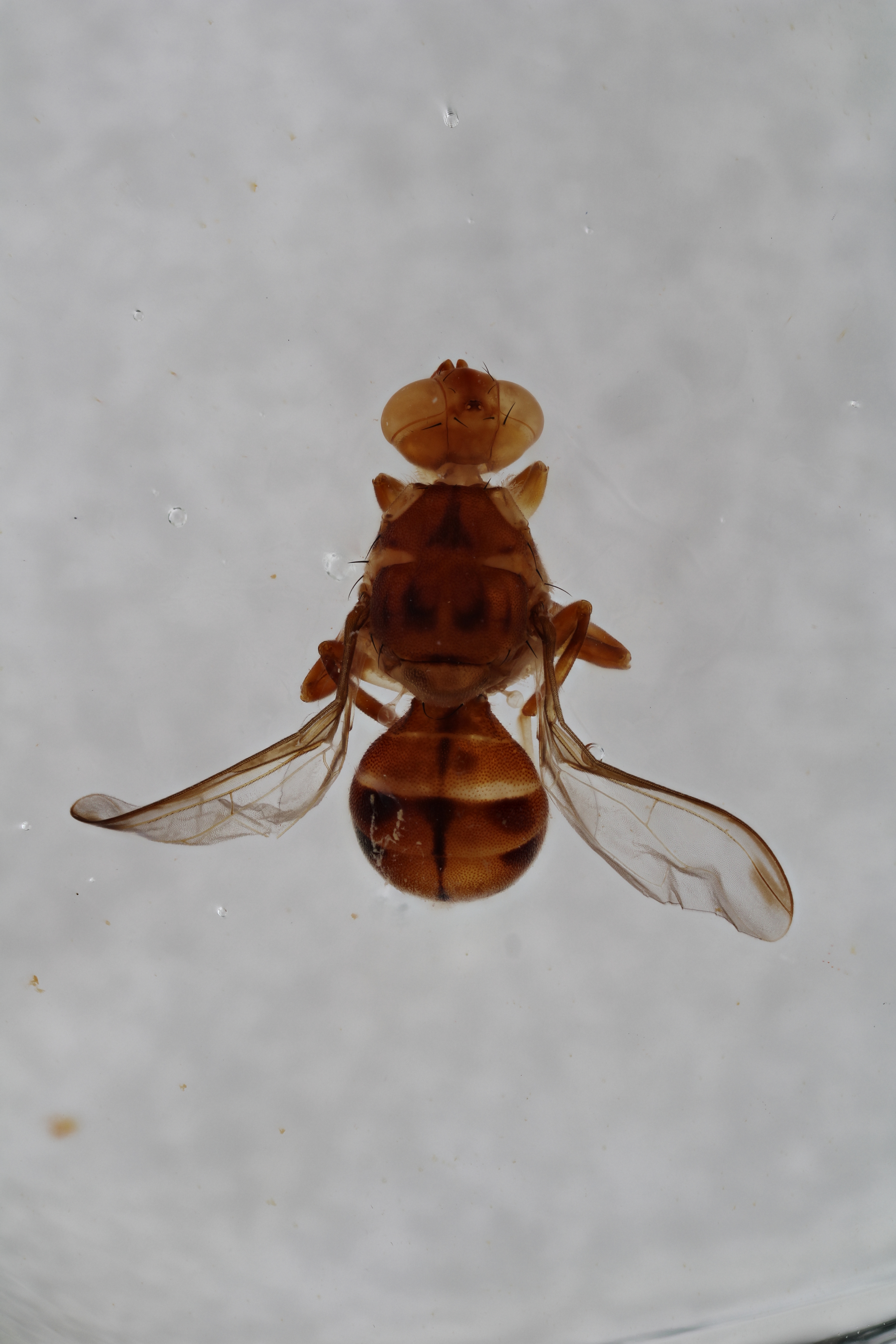 Image of a fruit fly