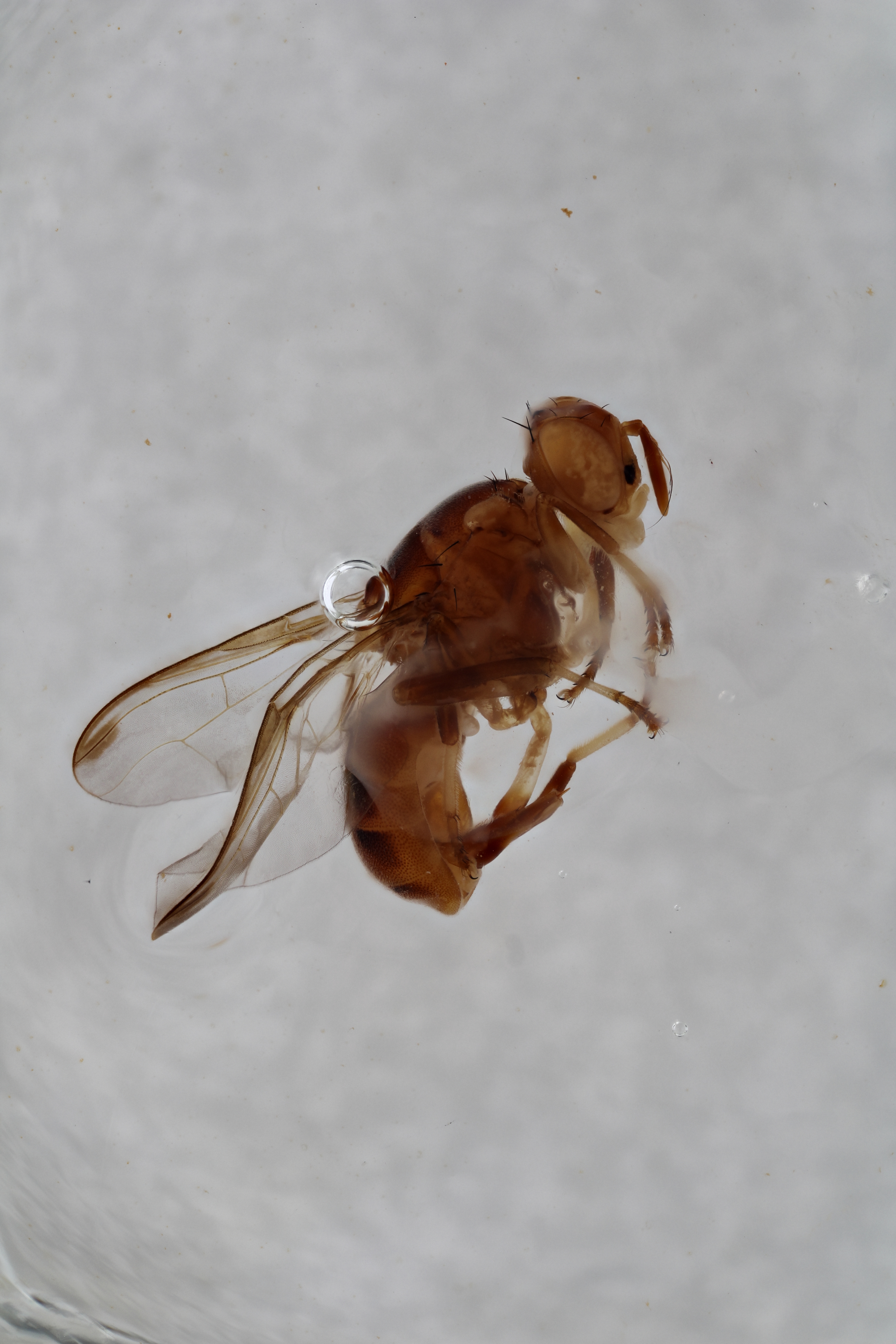 Image of a fruit fly