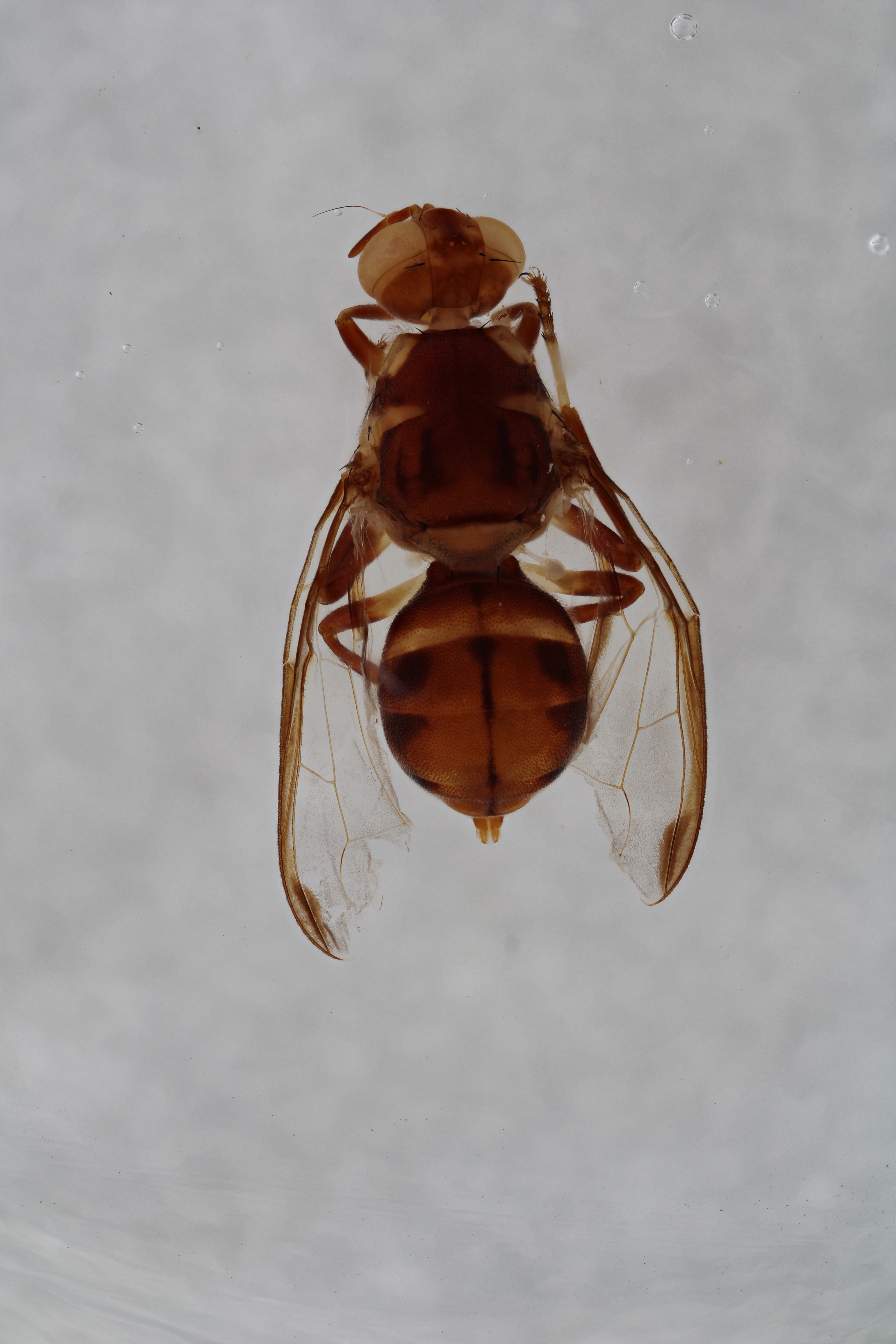 Image of a fruit fly