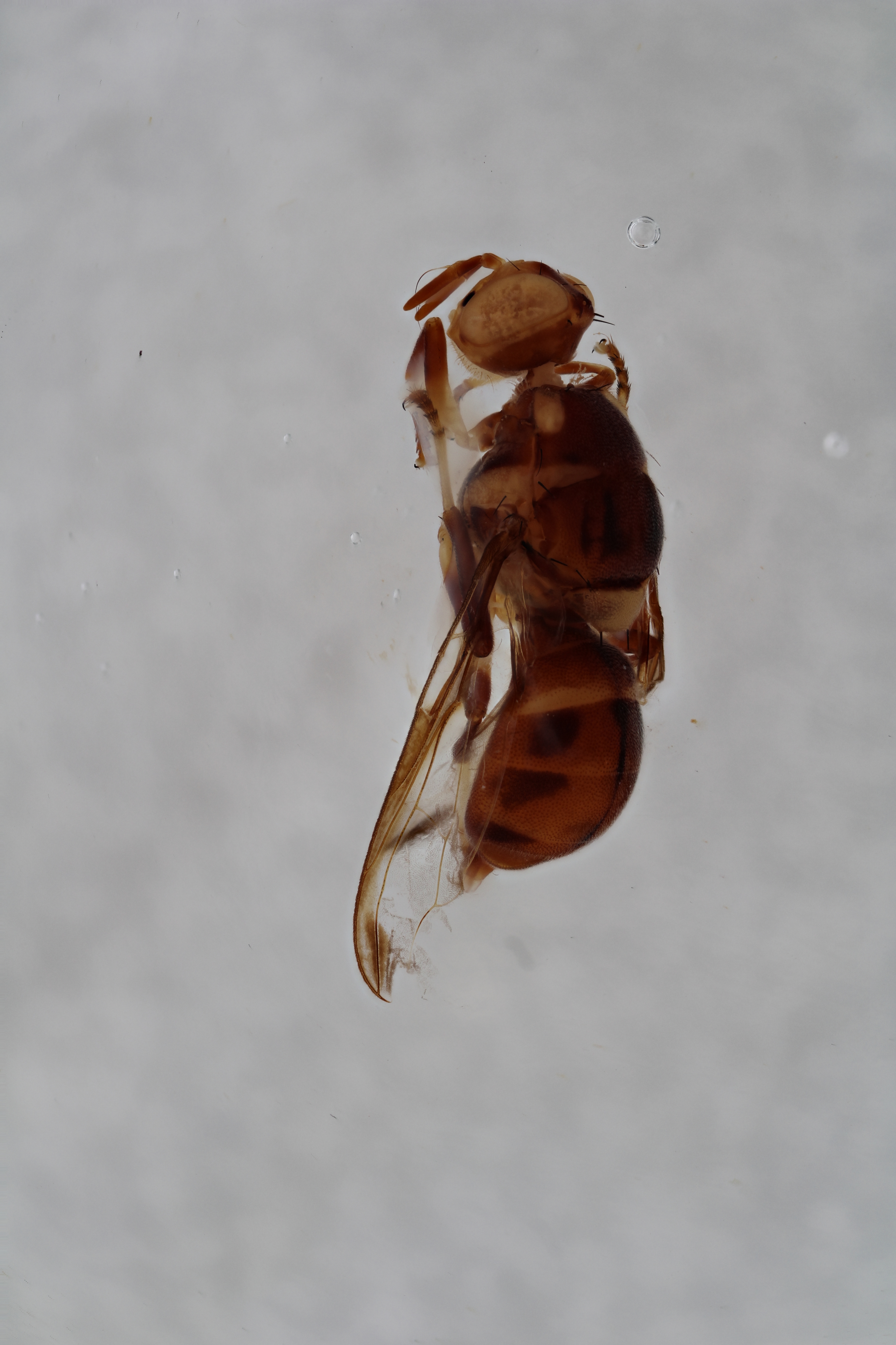 Image of a fruit fly