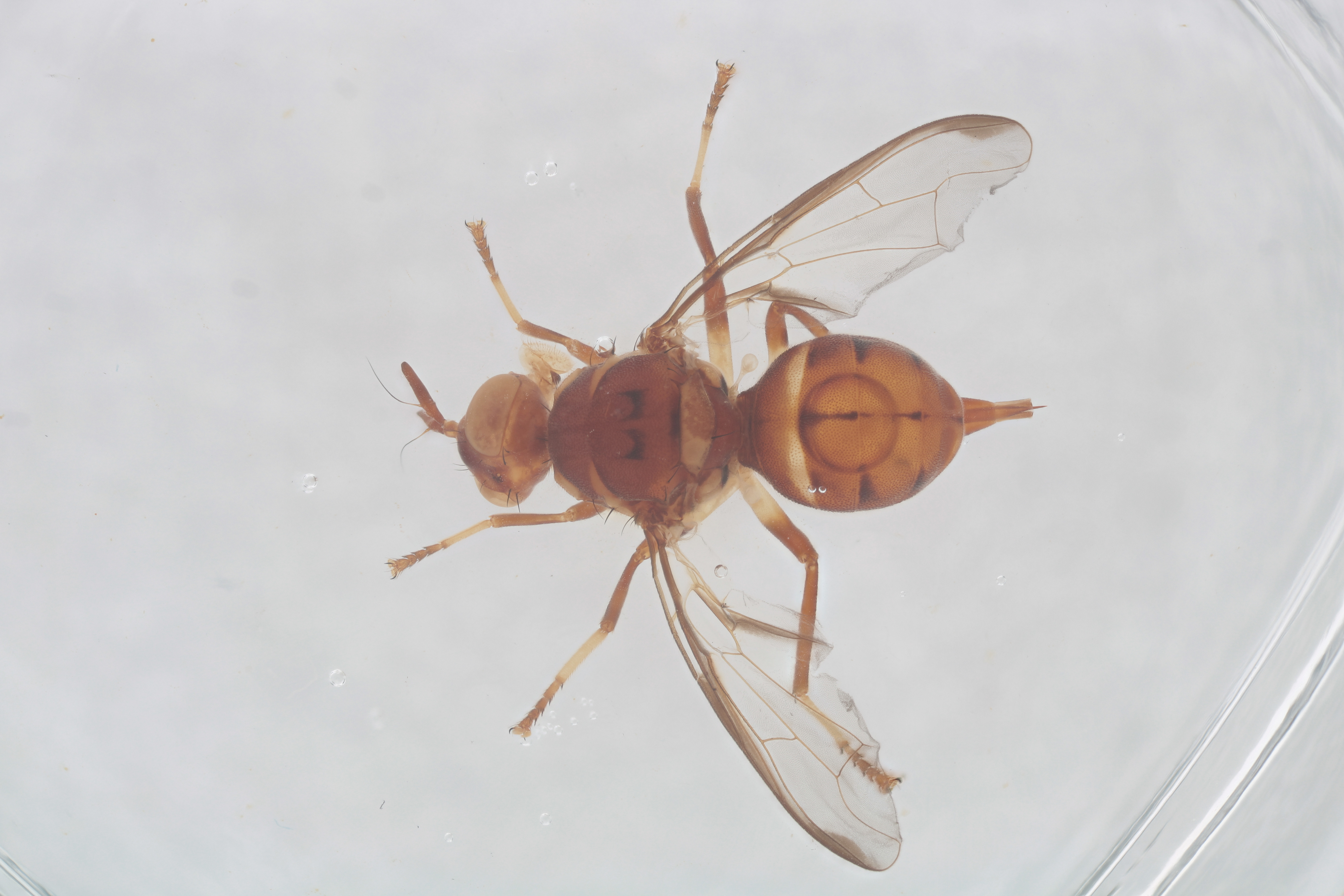 Image of a fruit fly