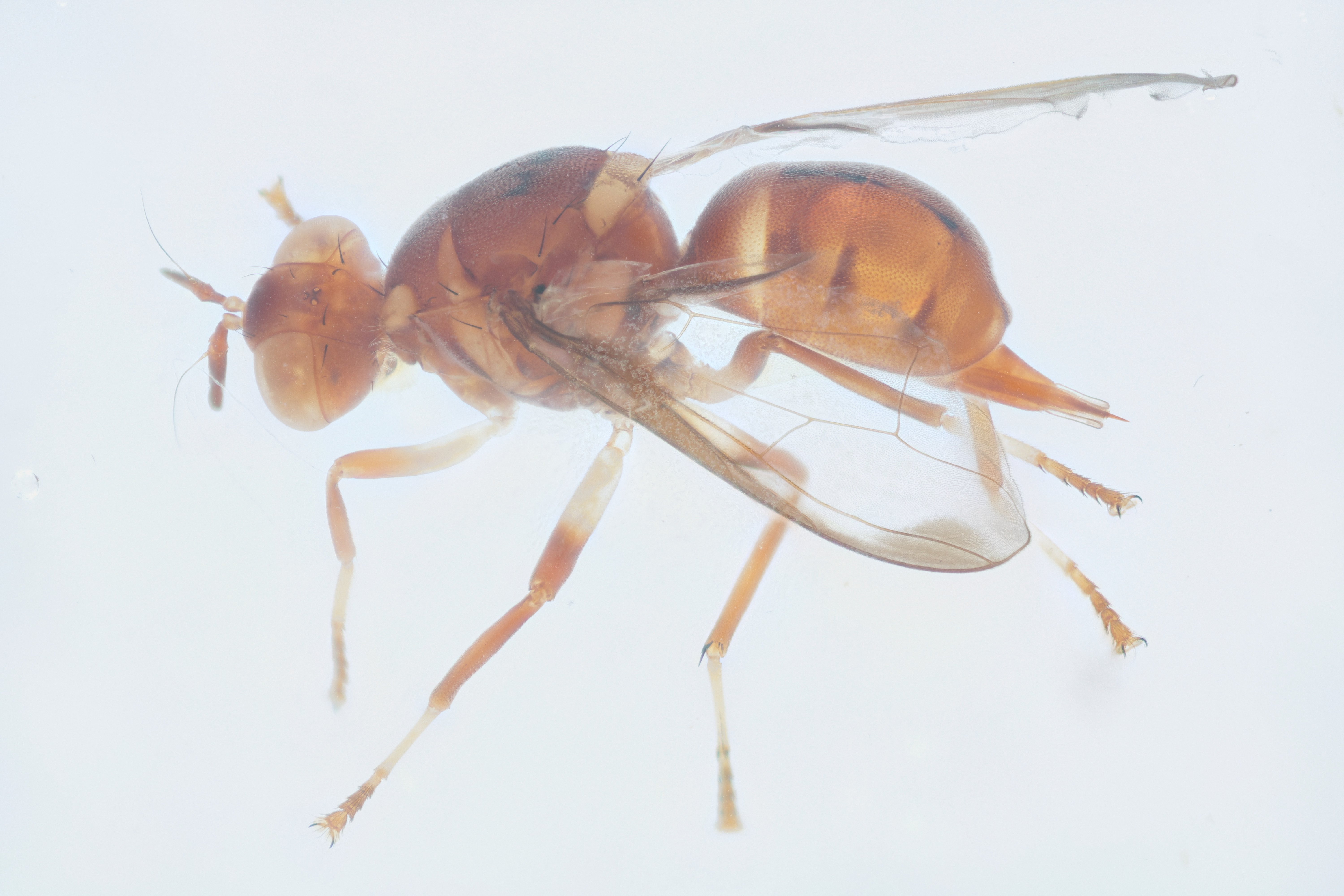 Image of a fruit fly