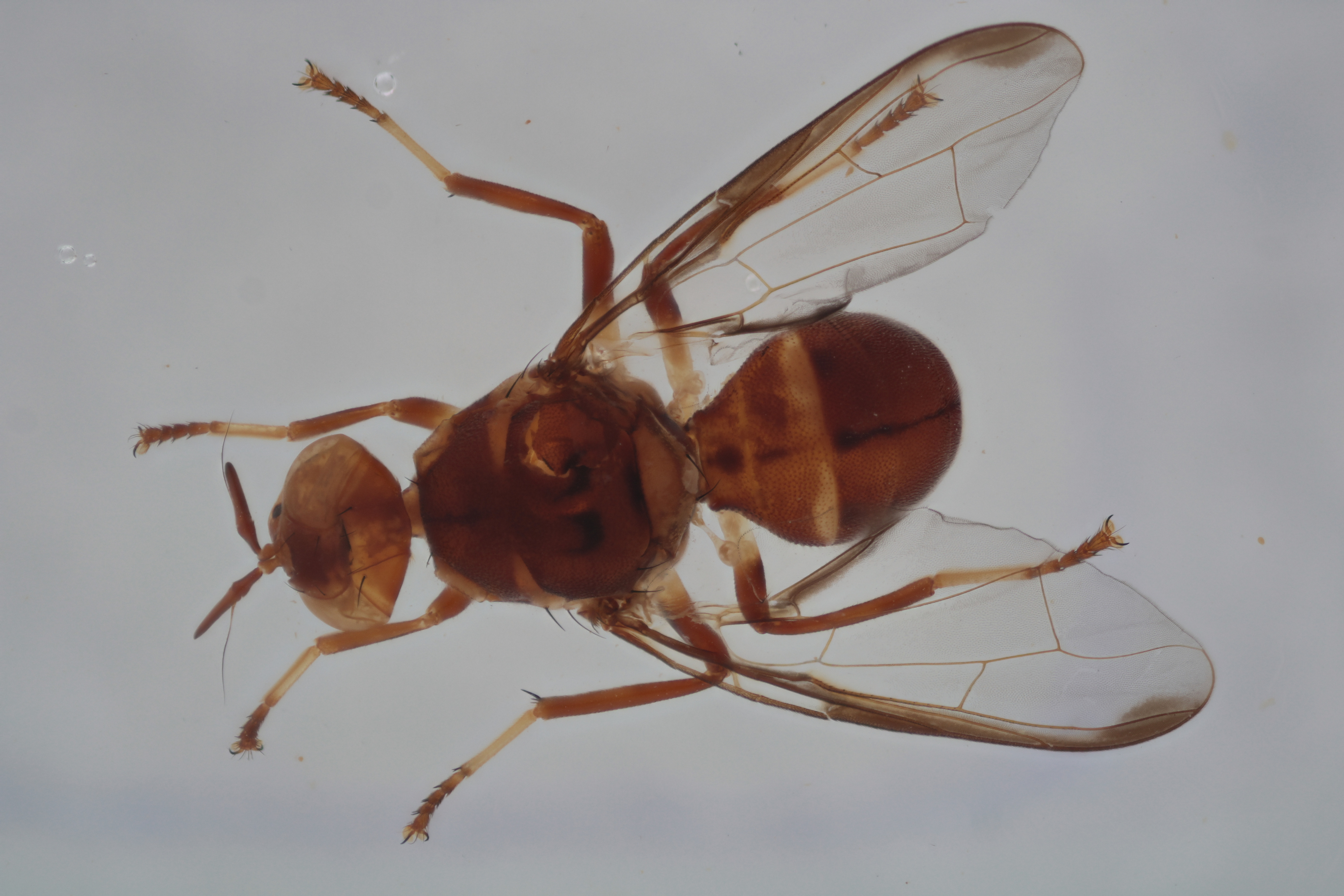 Image of a fruit fly