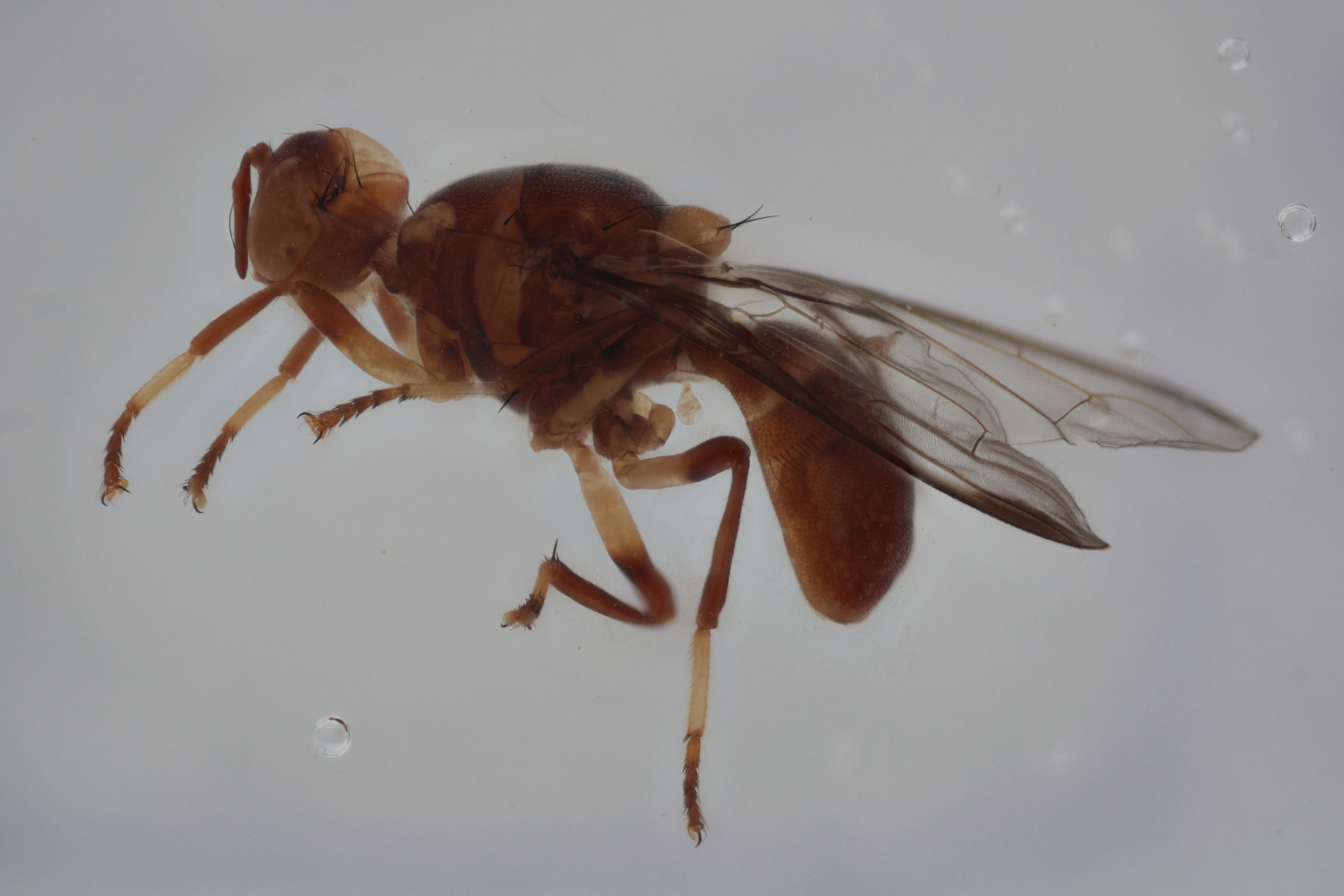 Image of a fruit fly