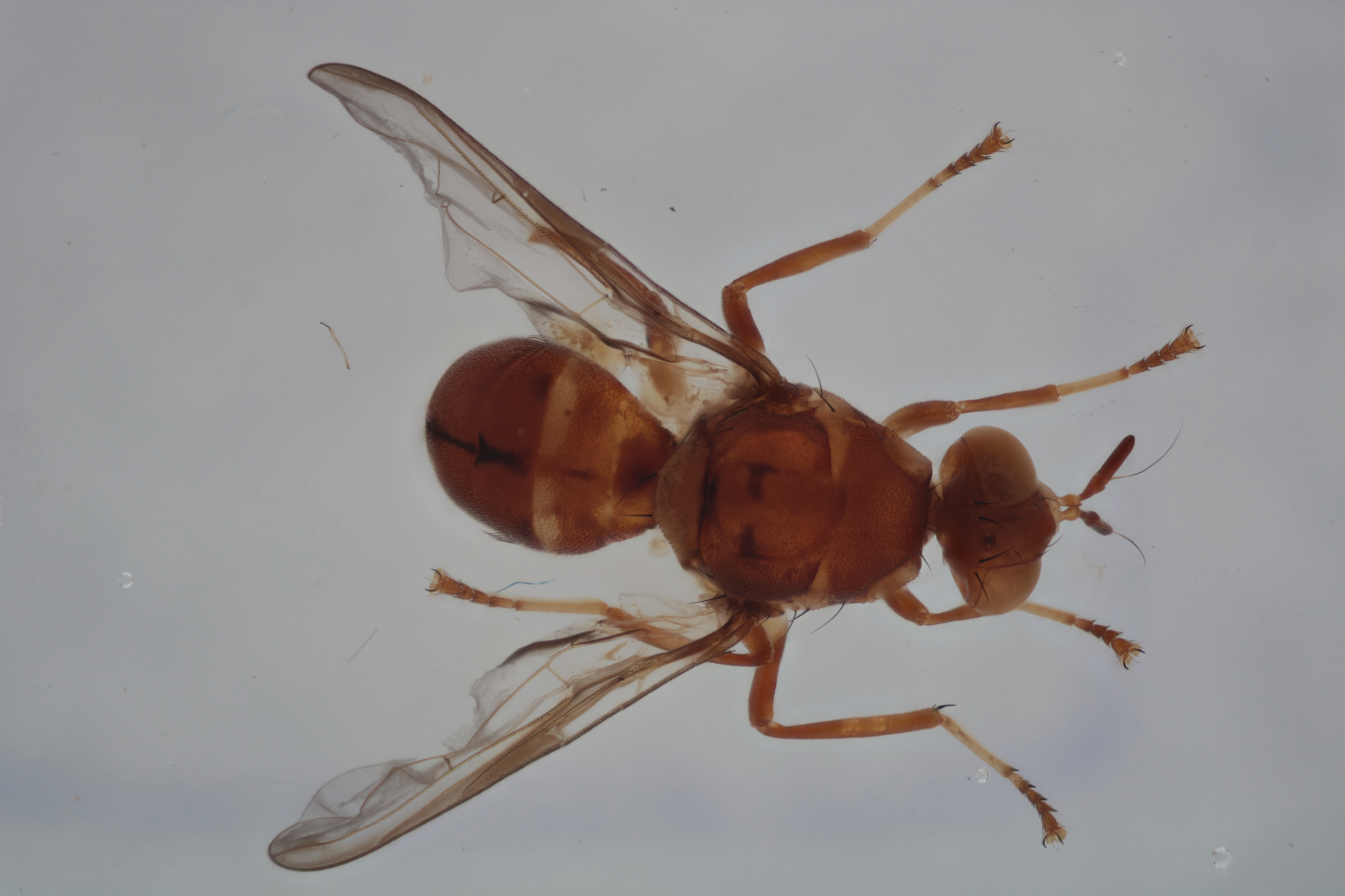 Image of a fruit fly