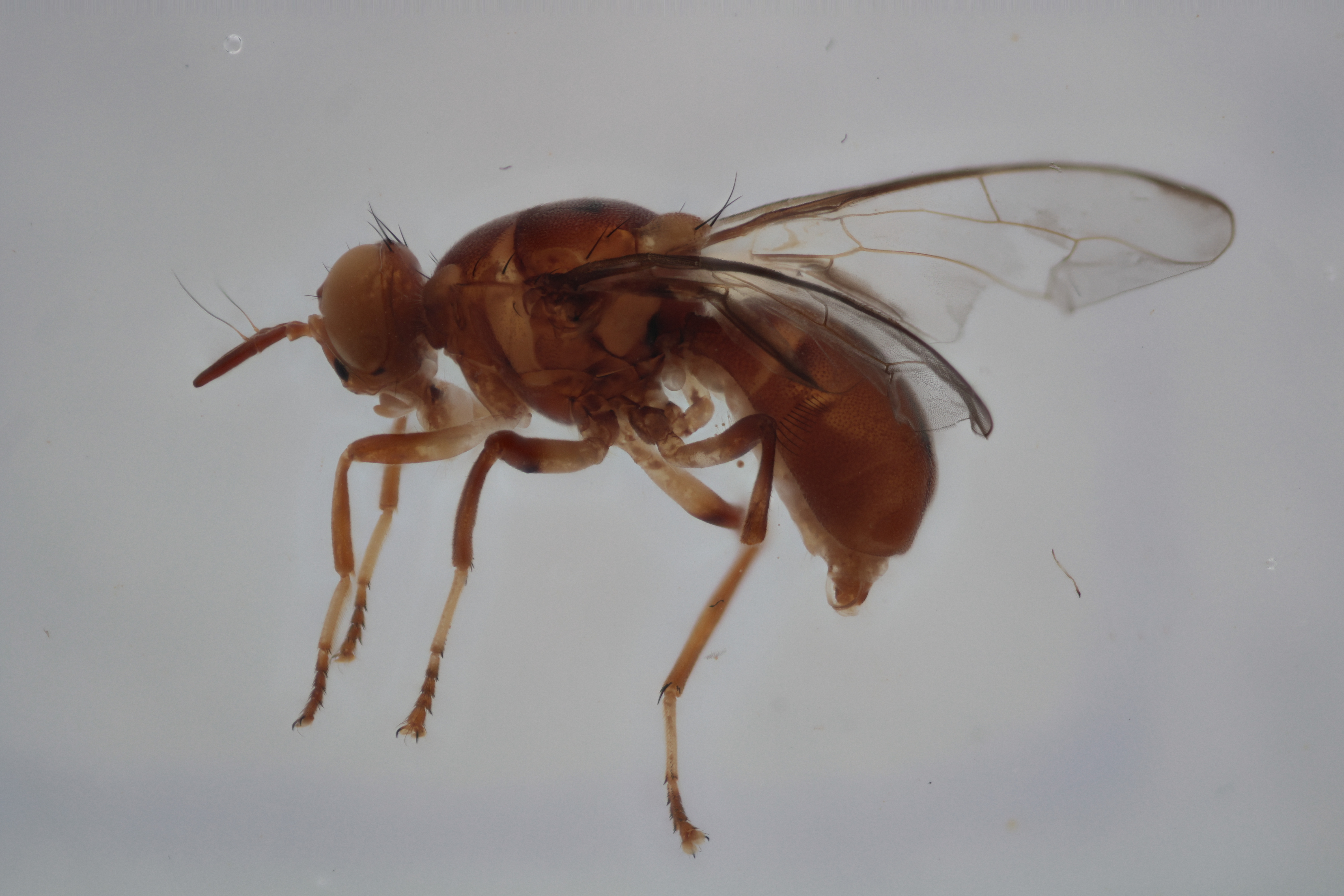 Image of a fruit fly