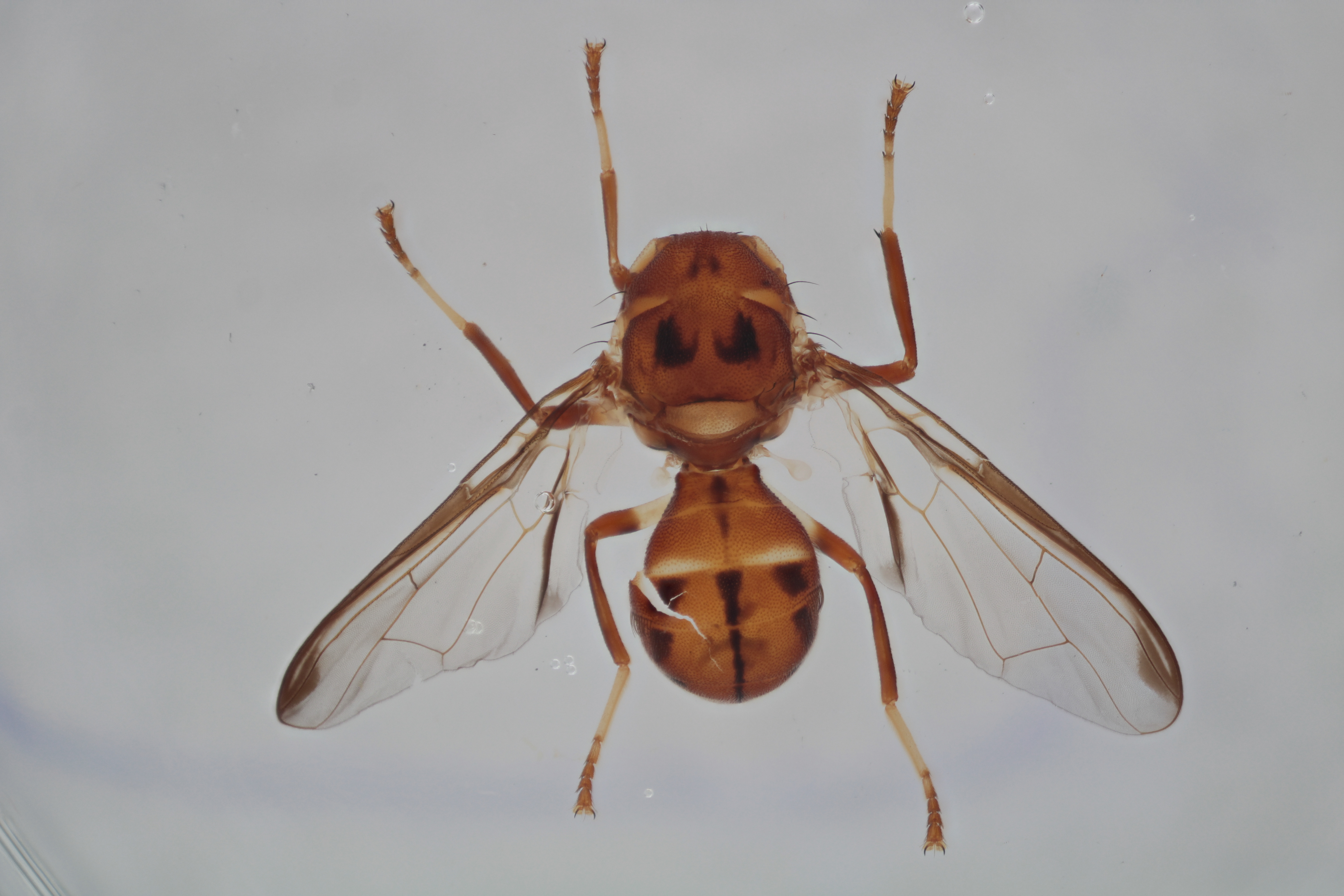 Image of a fruit fly