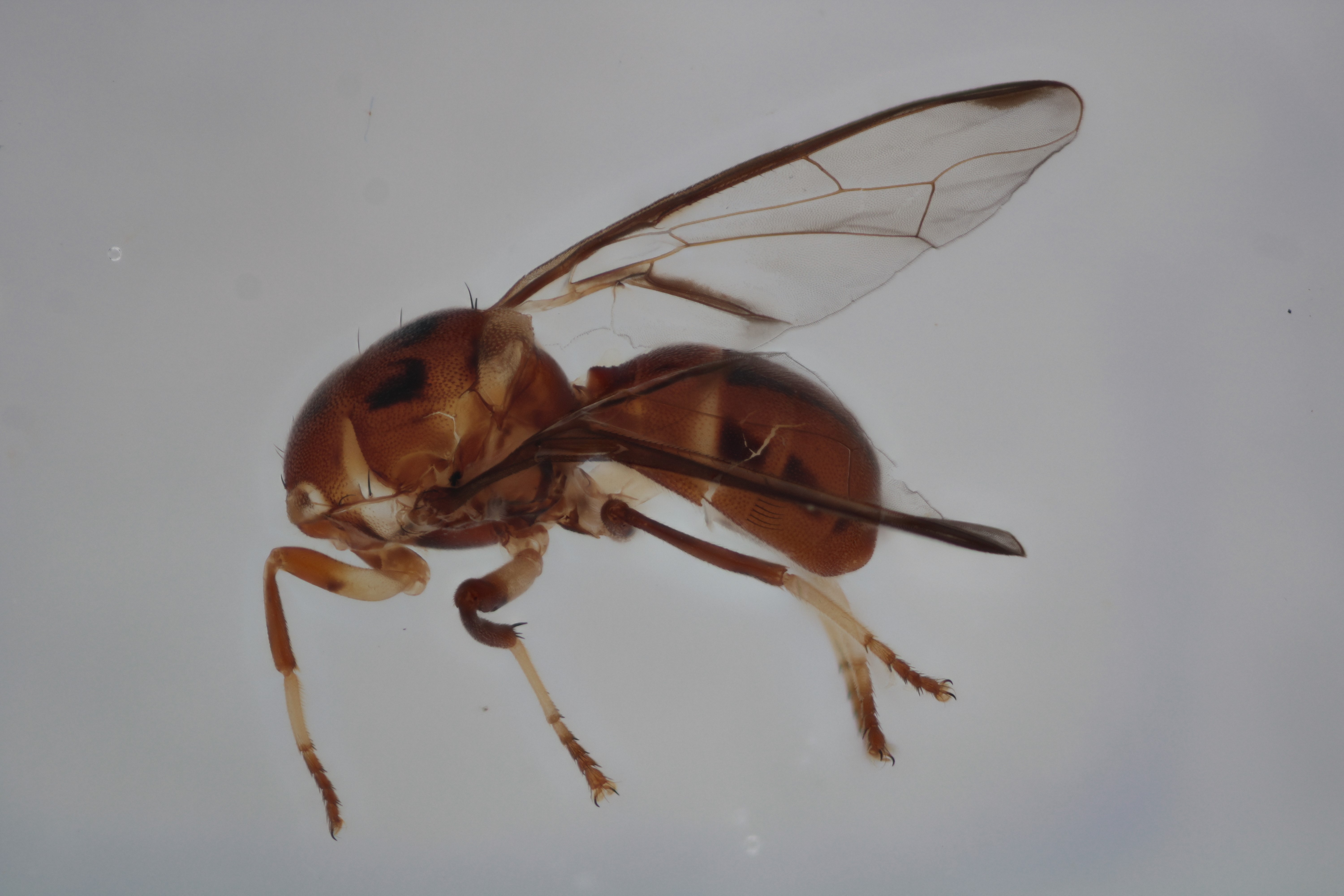 Image of a fruit fly