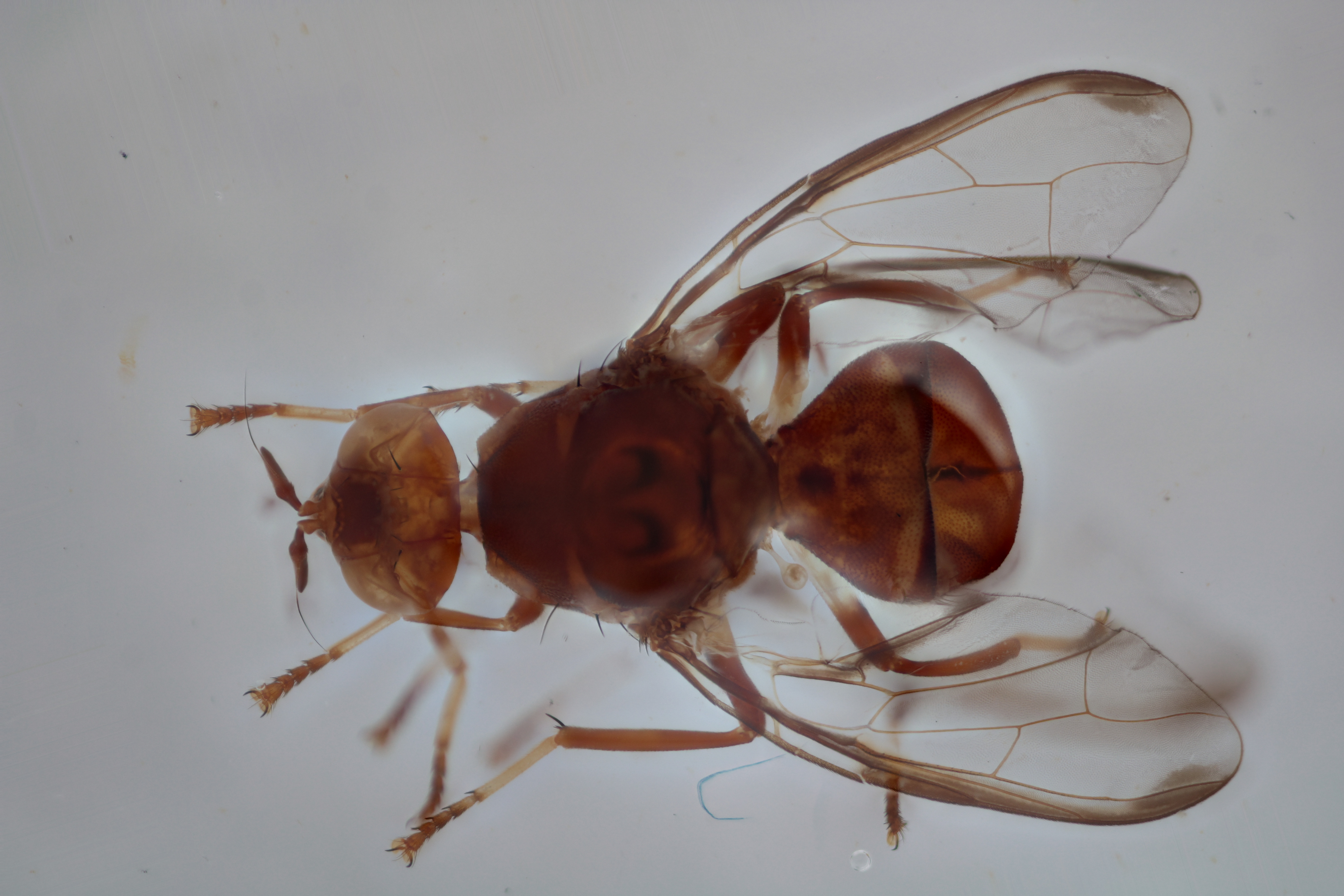 Image of a fruit fly