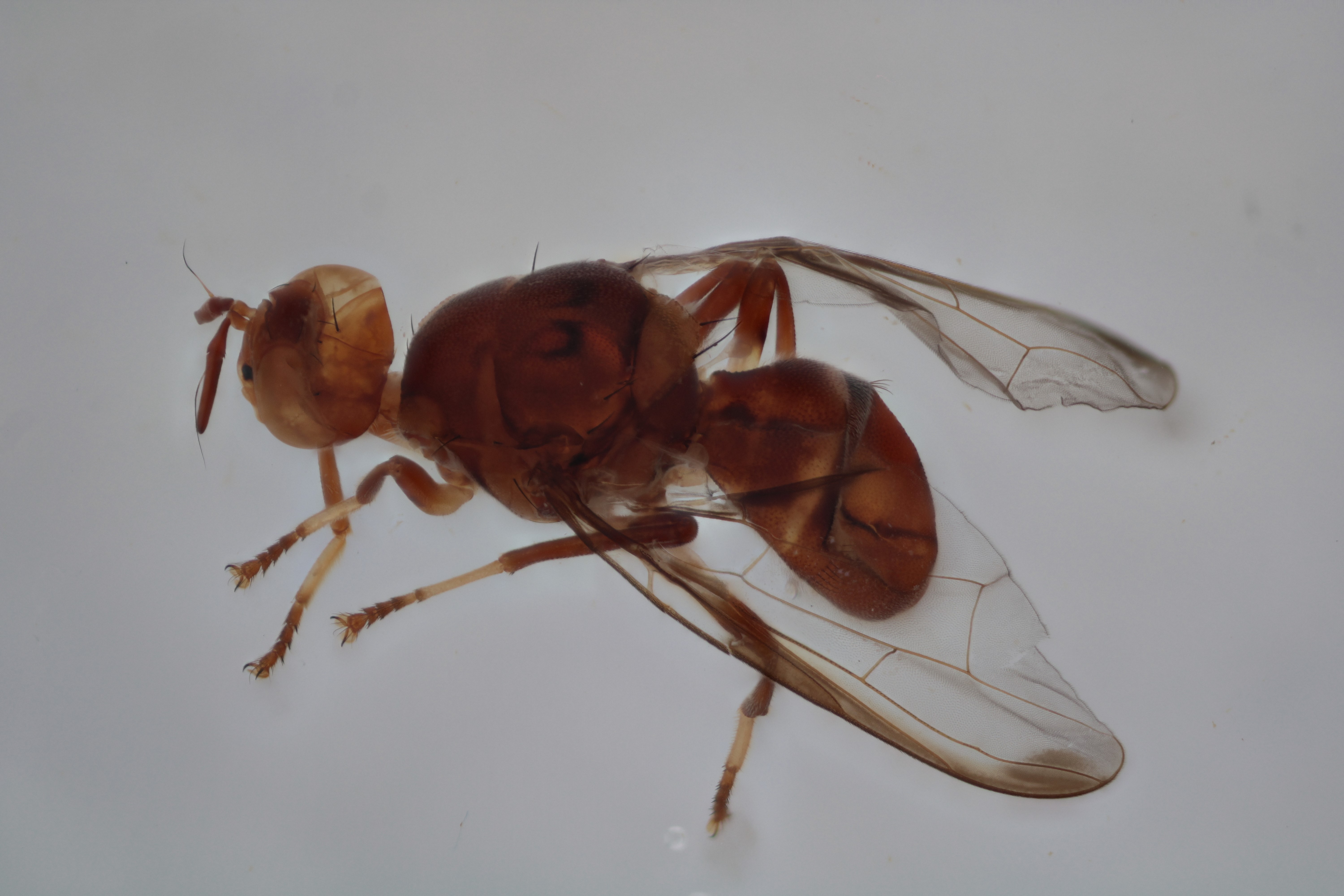 Image of a fruit fly