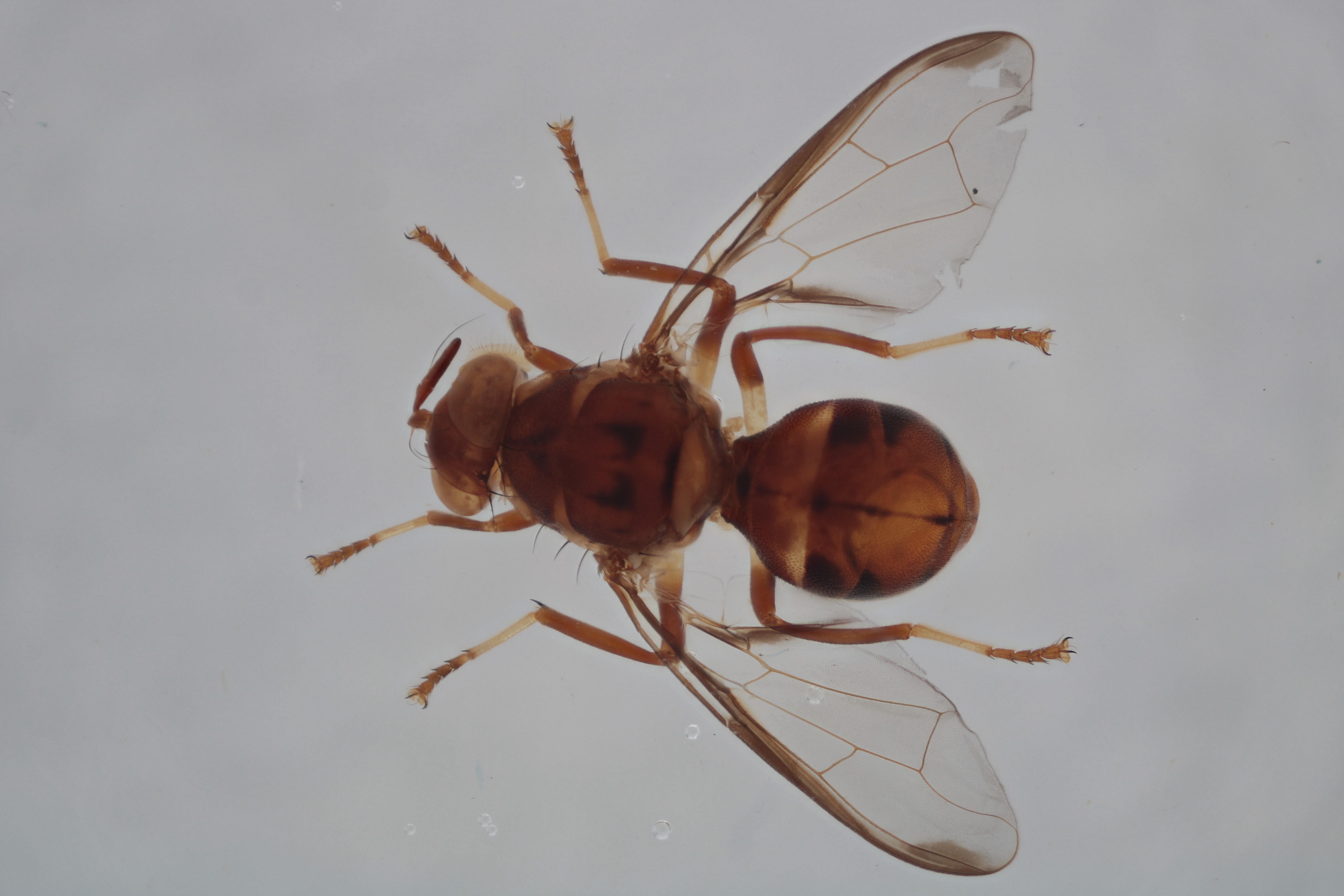 Image of a fruit fly