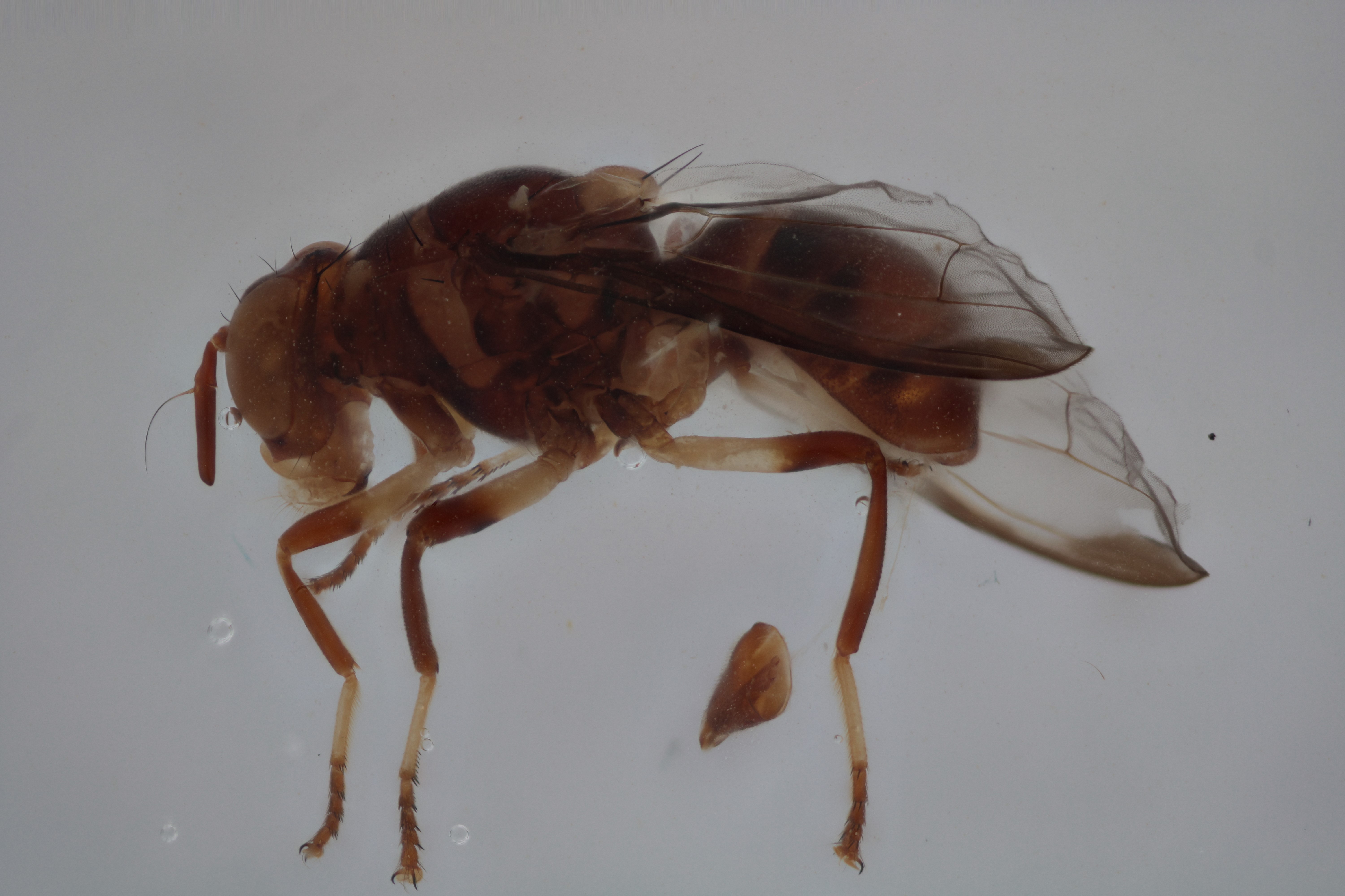 Image of a fruit fly