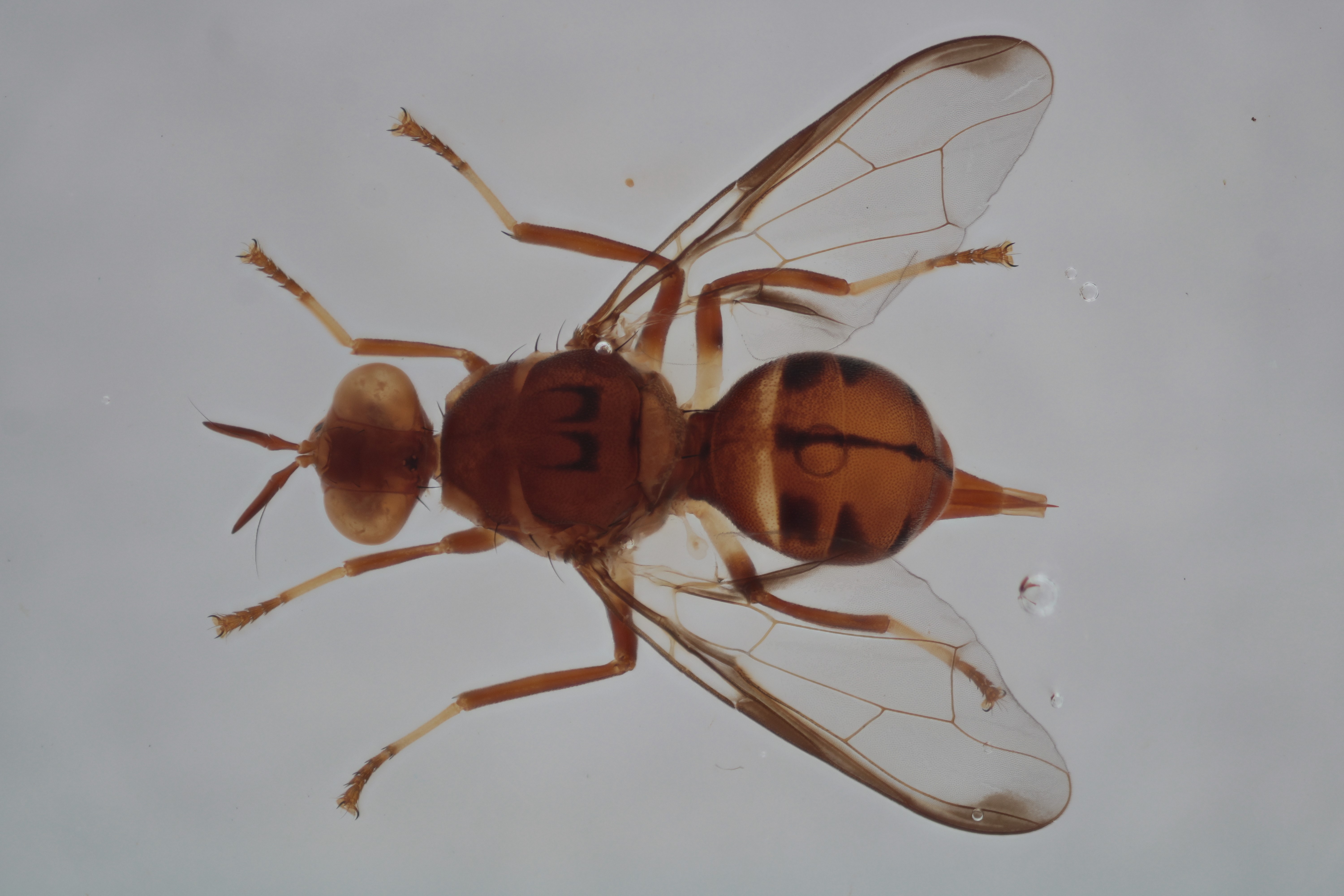 Image of a fruit fly