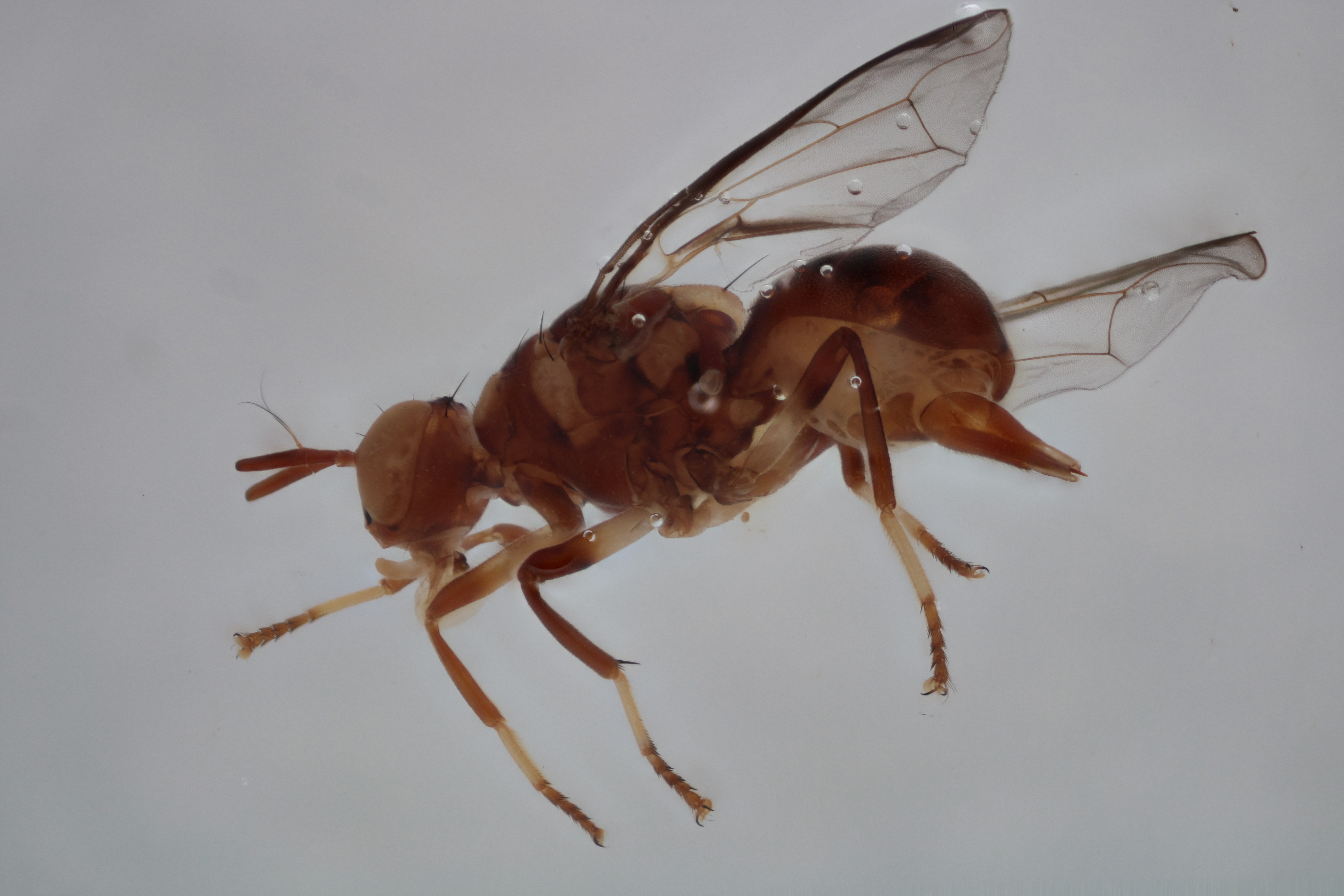 Image of a fruit fly