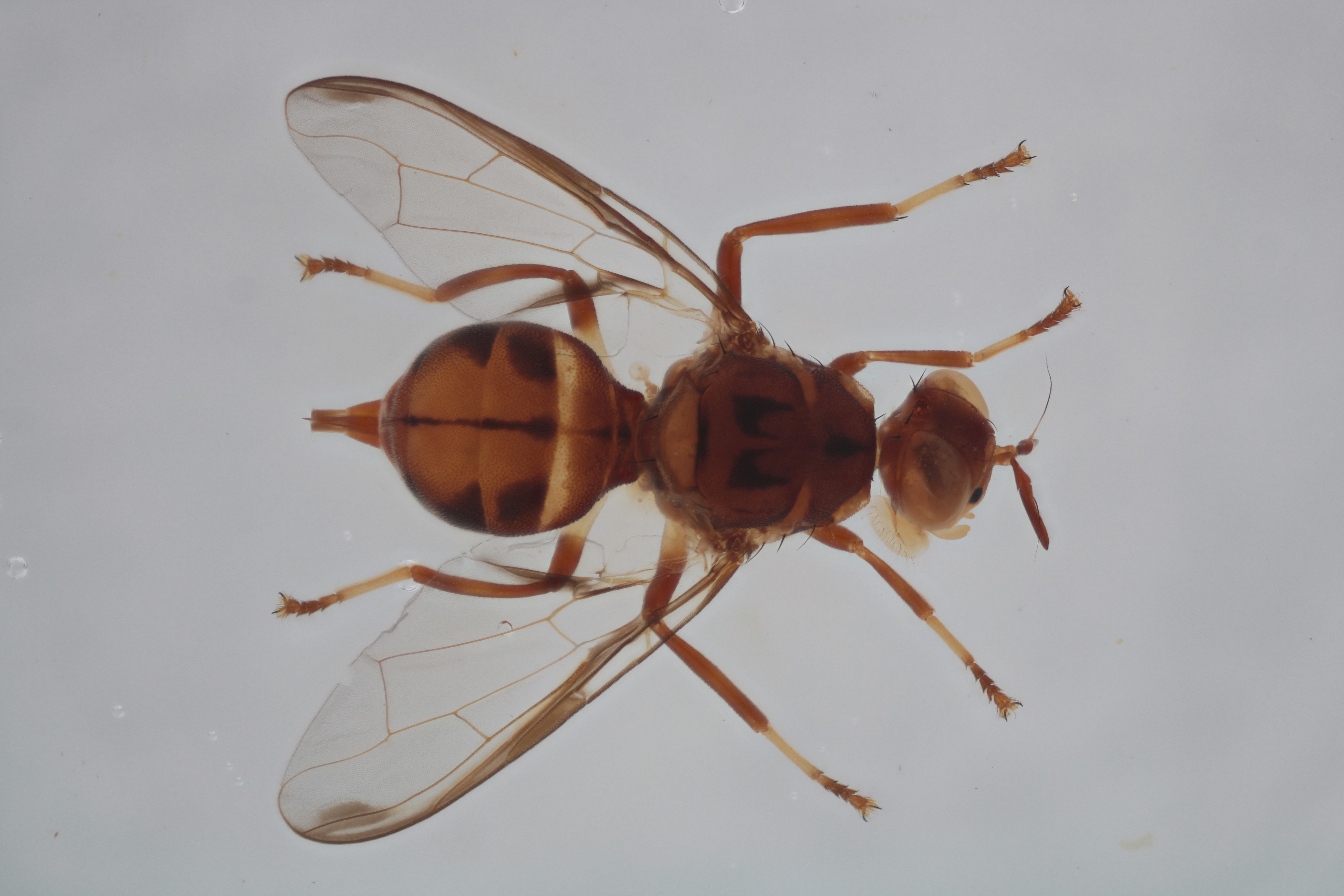 Image of a fruit fly