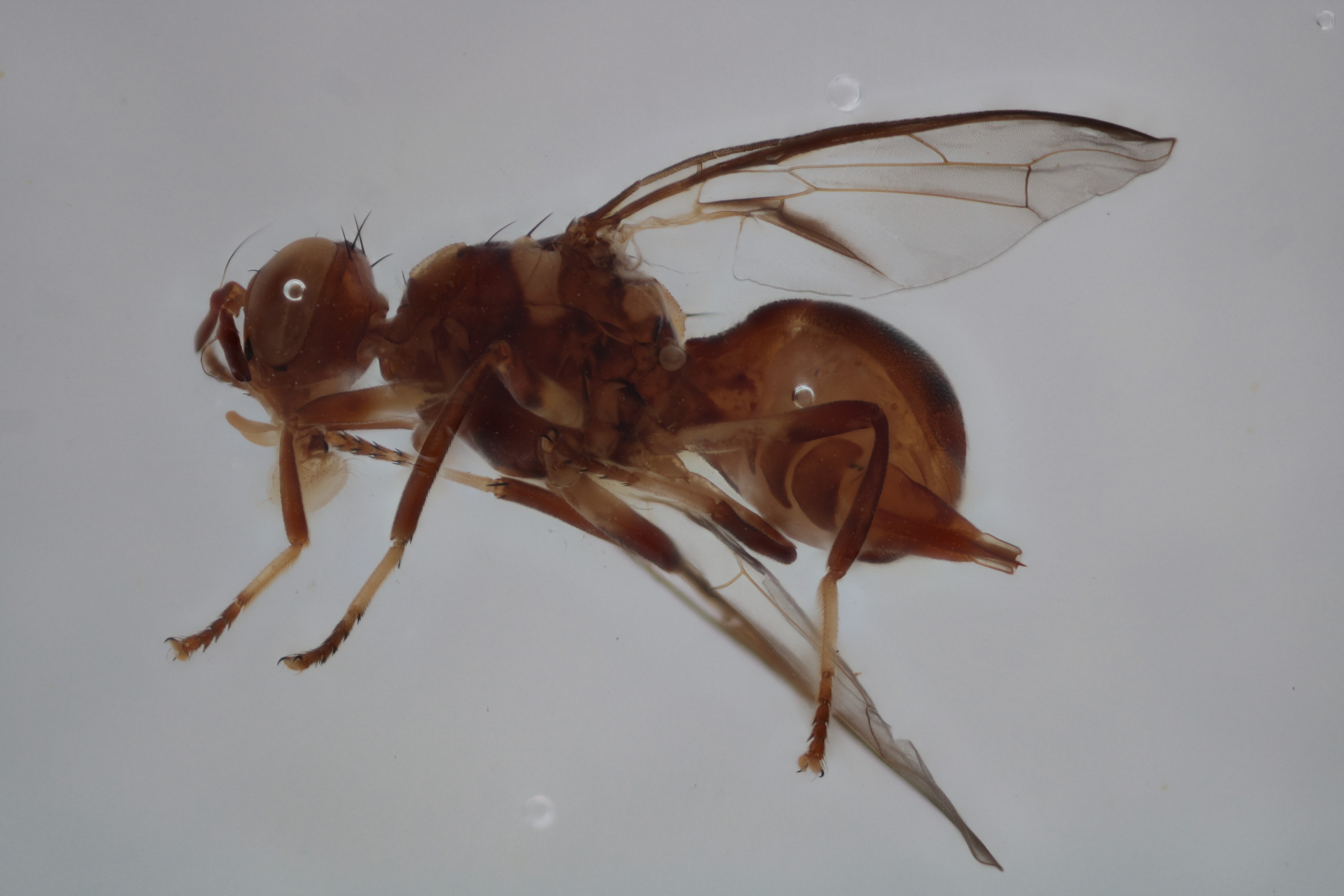 Image of a fruit fly