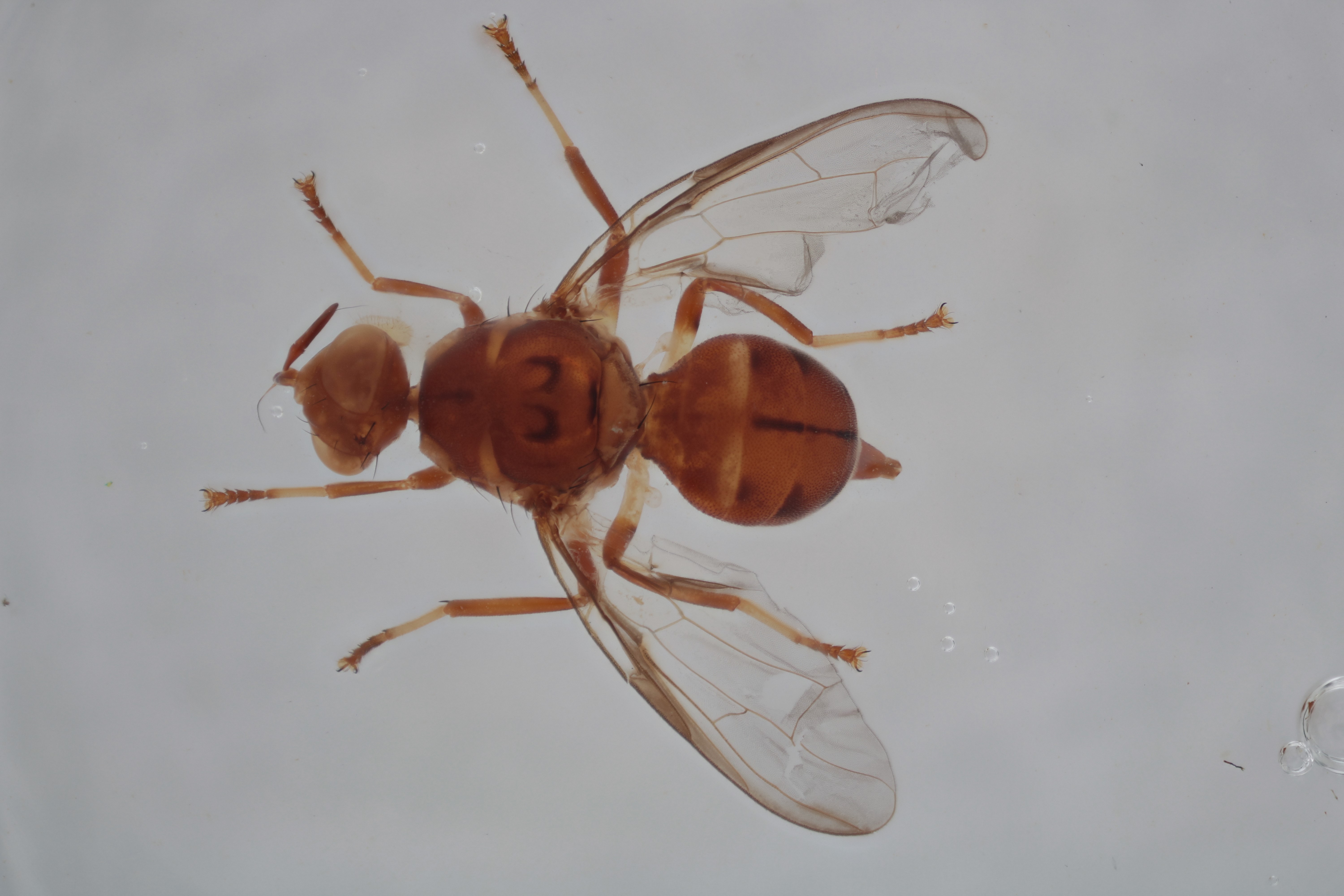 Image of a fruit fly