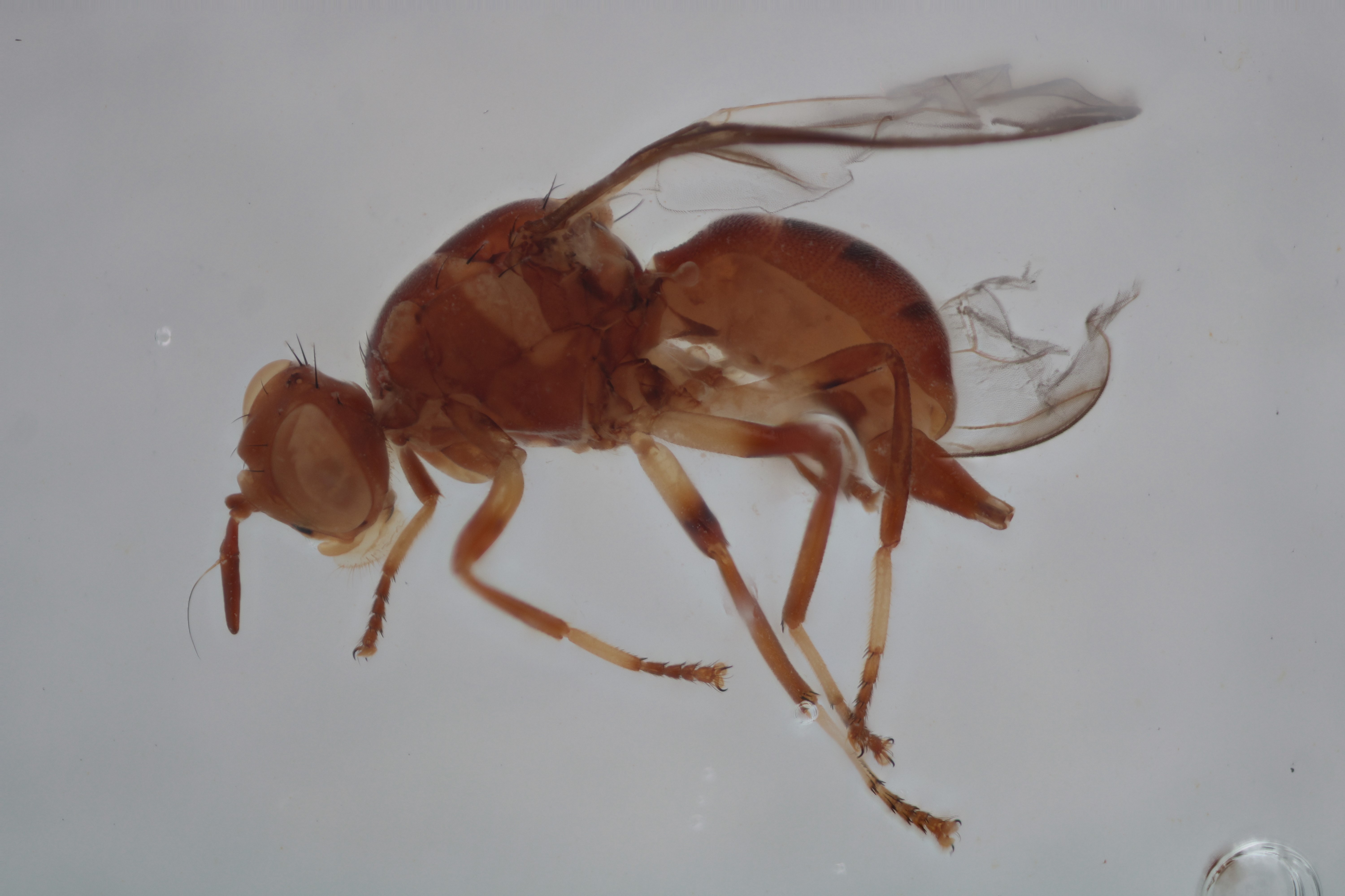 Image of a fruit fly