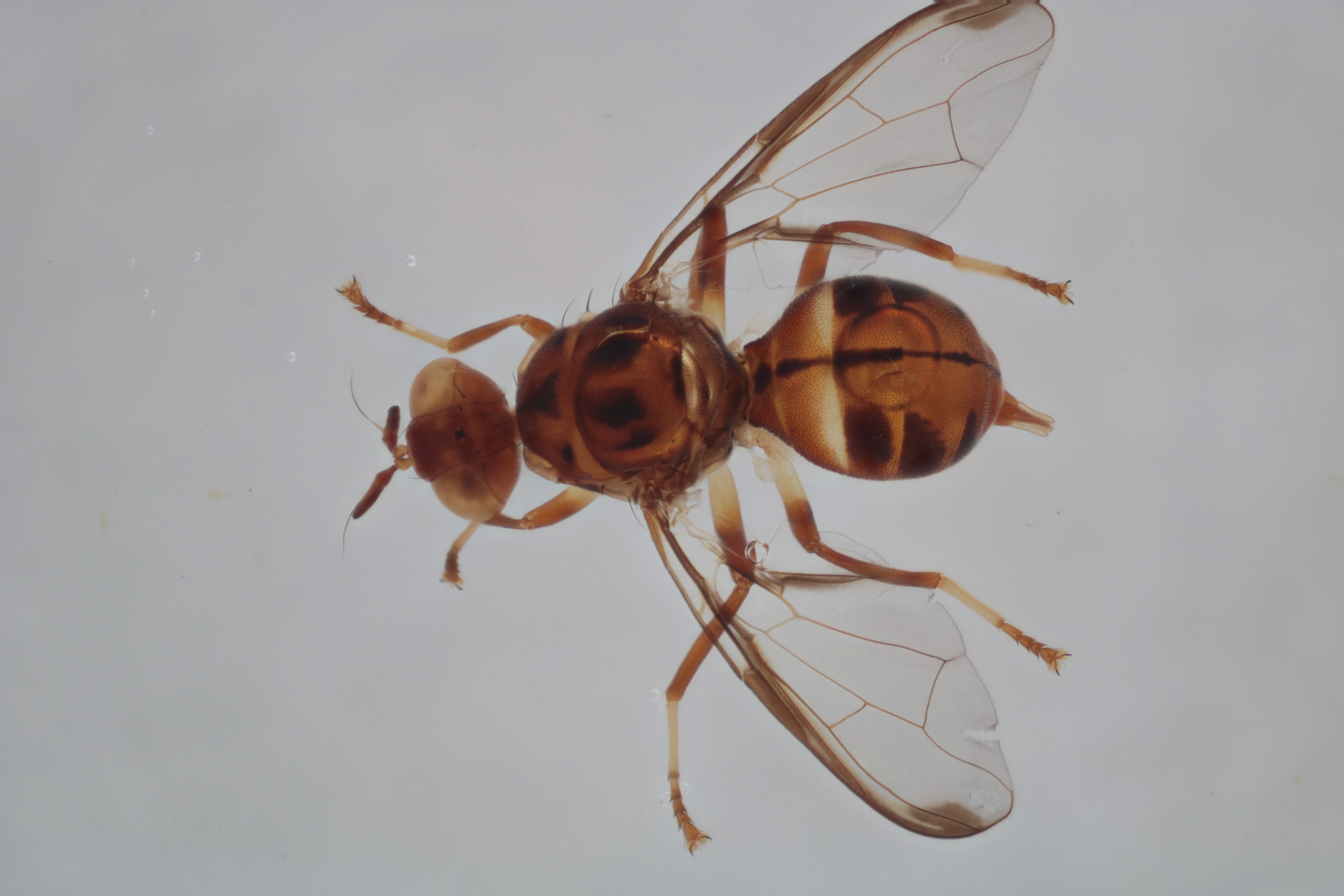 Image of a fruit fly