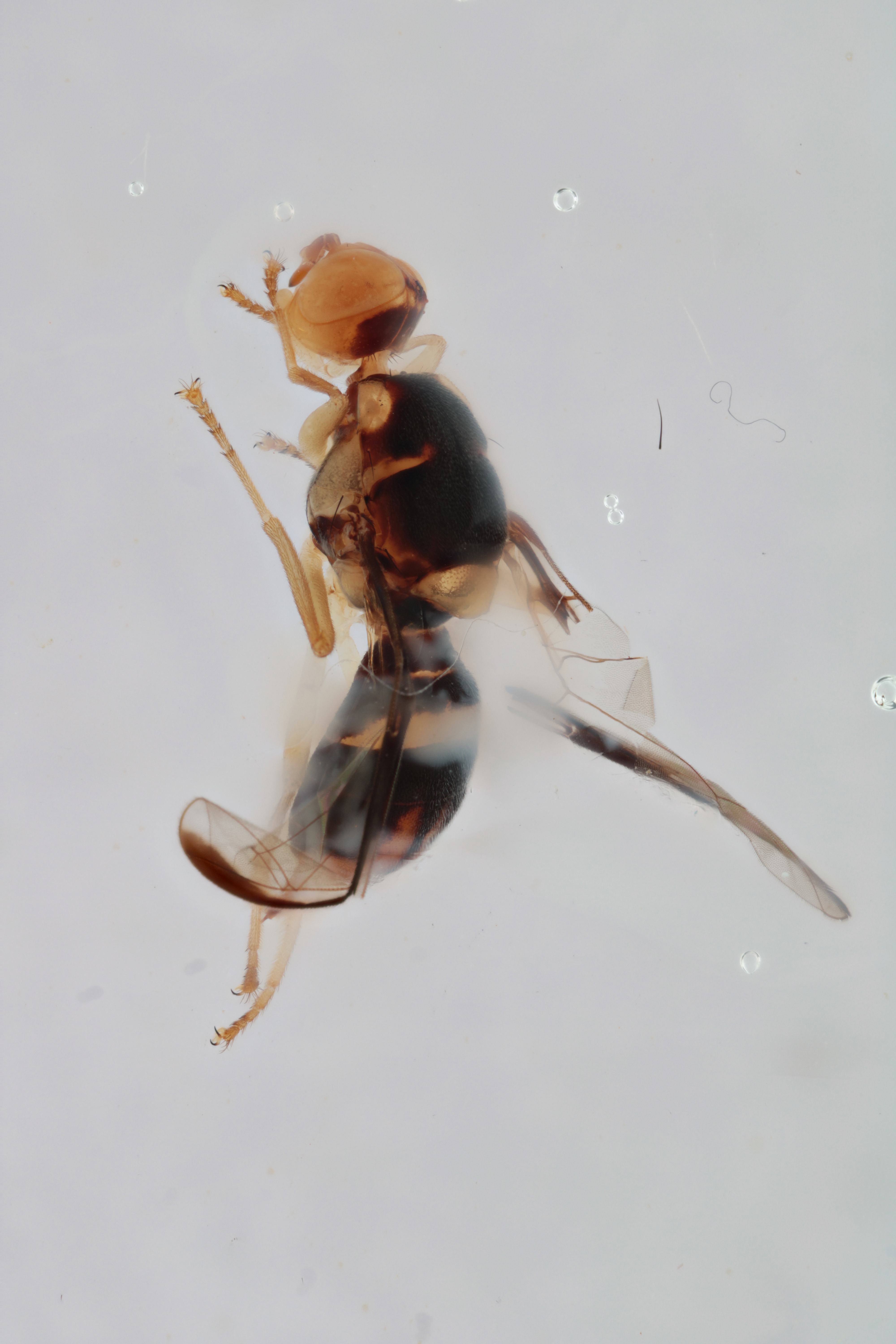 Image of a fruit fly