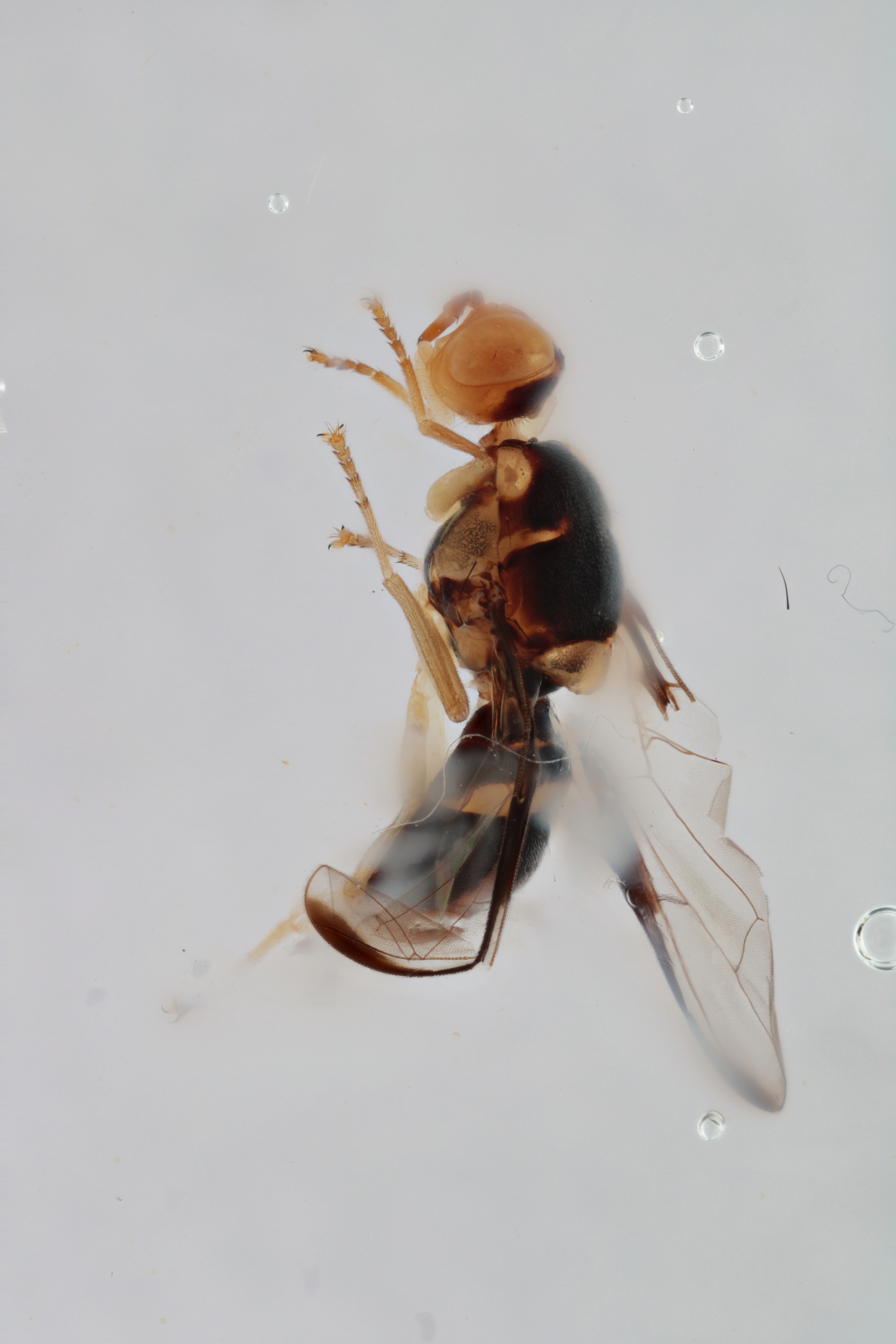 Image of a fruit fly