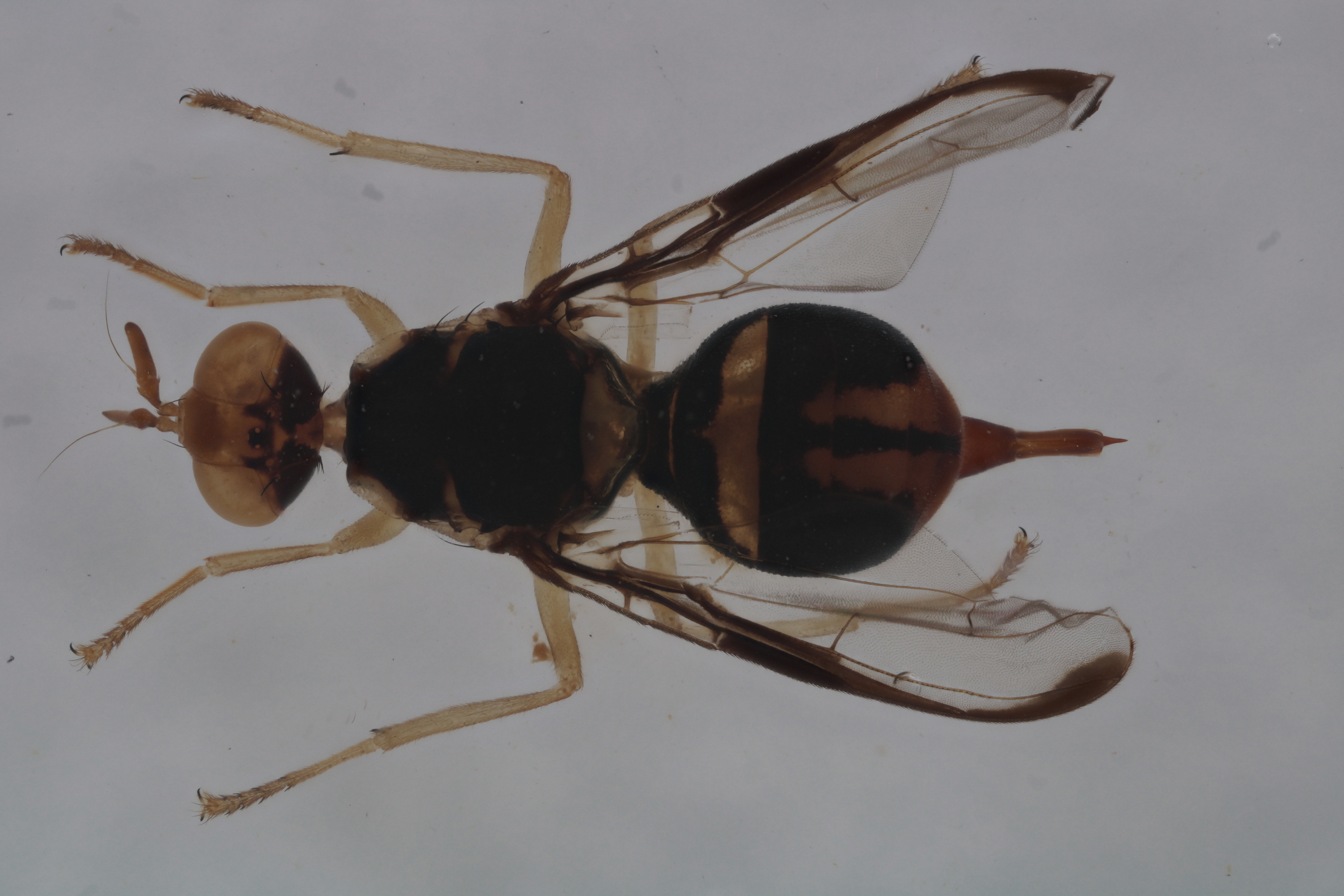 Image of a fruit fly