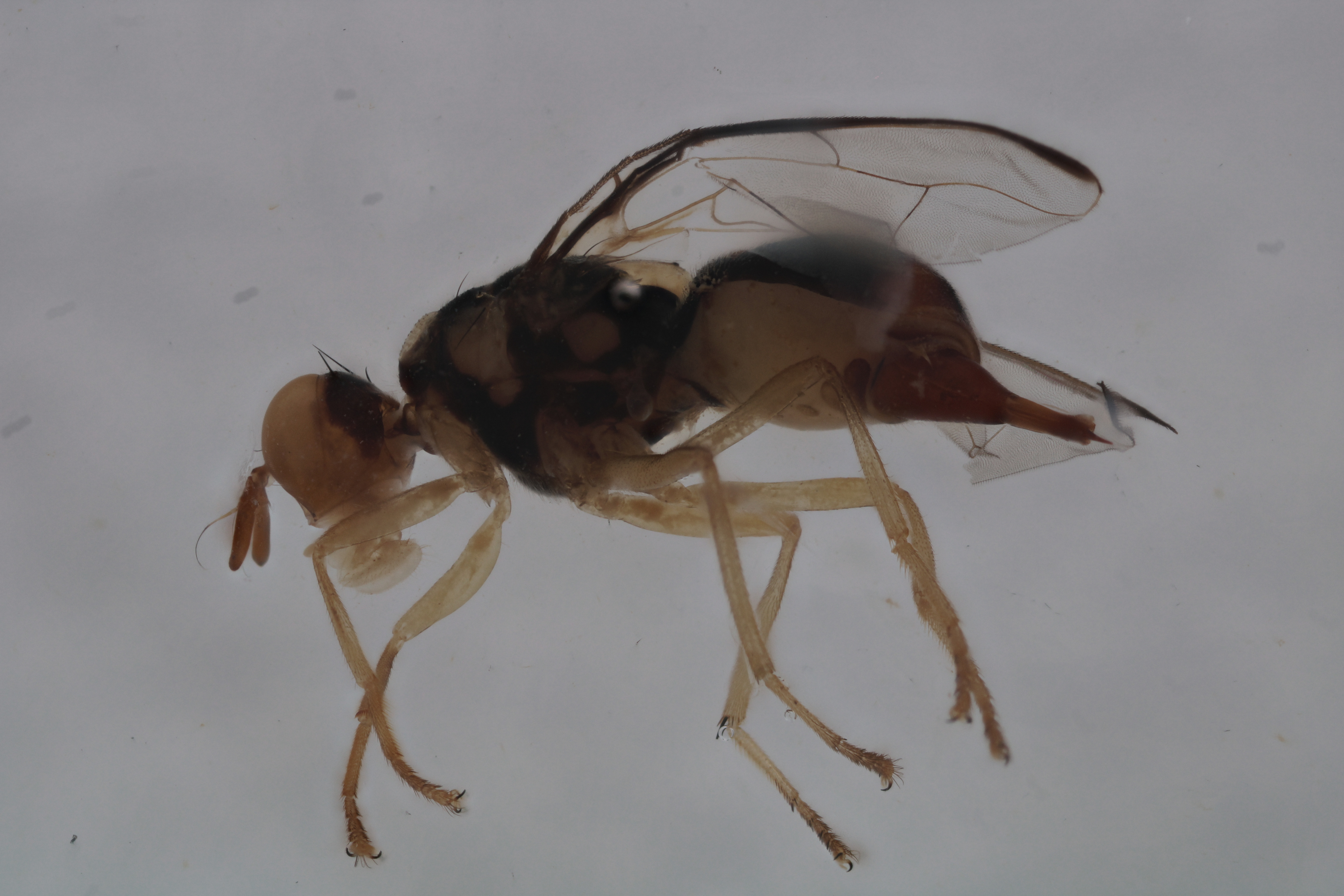 Image of a fruit fly