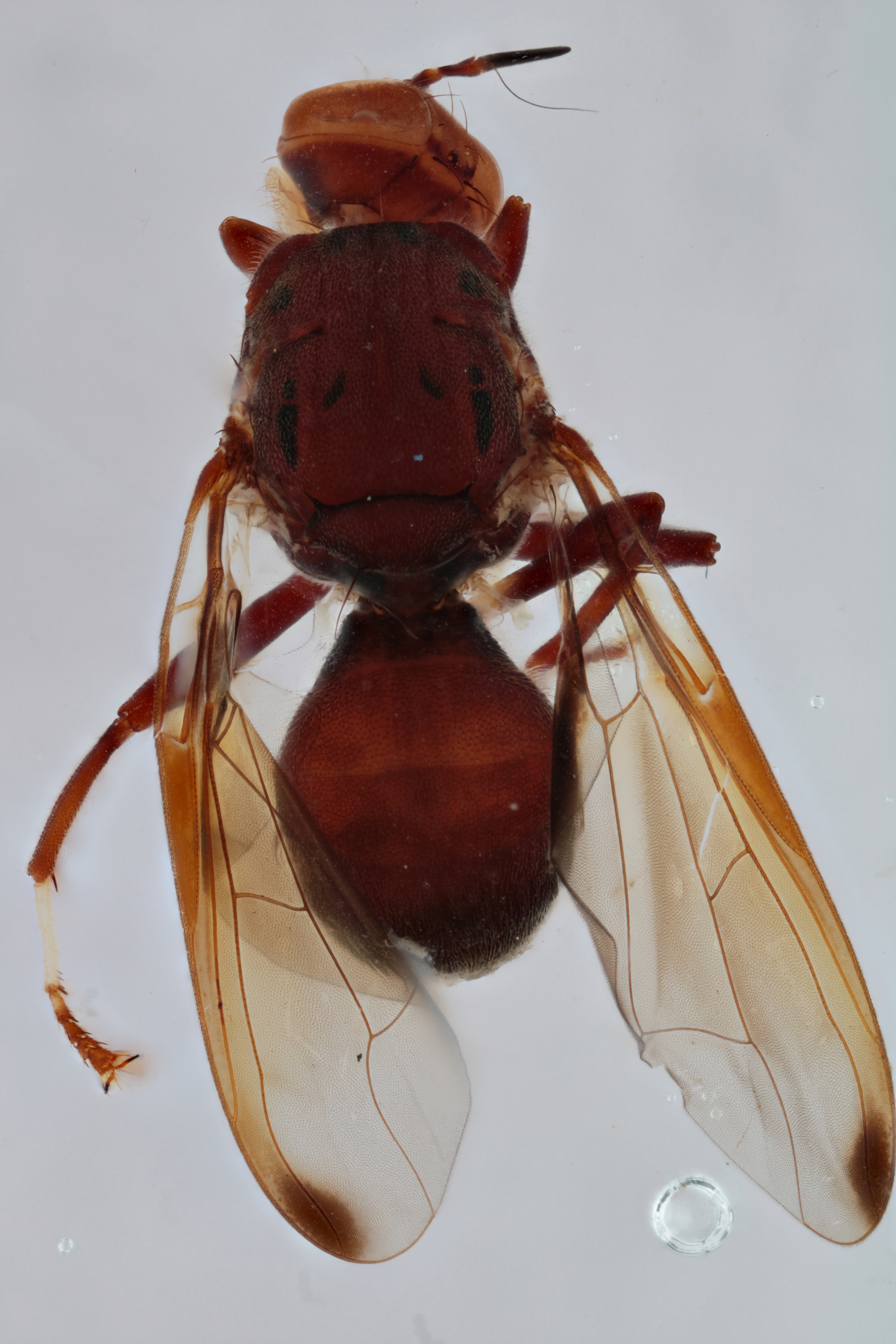 Image of a fruit fly