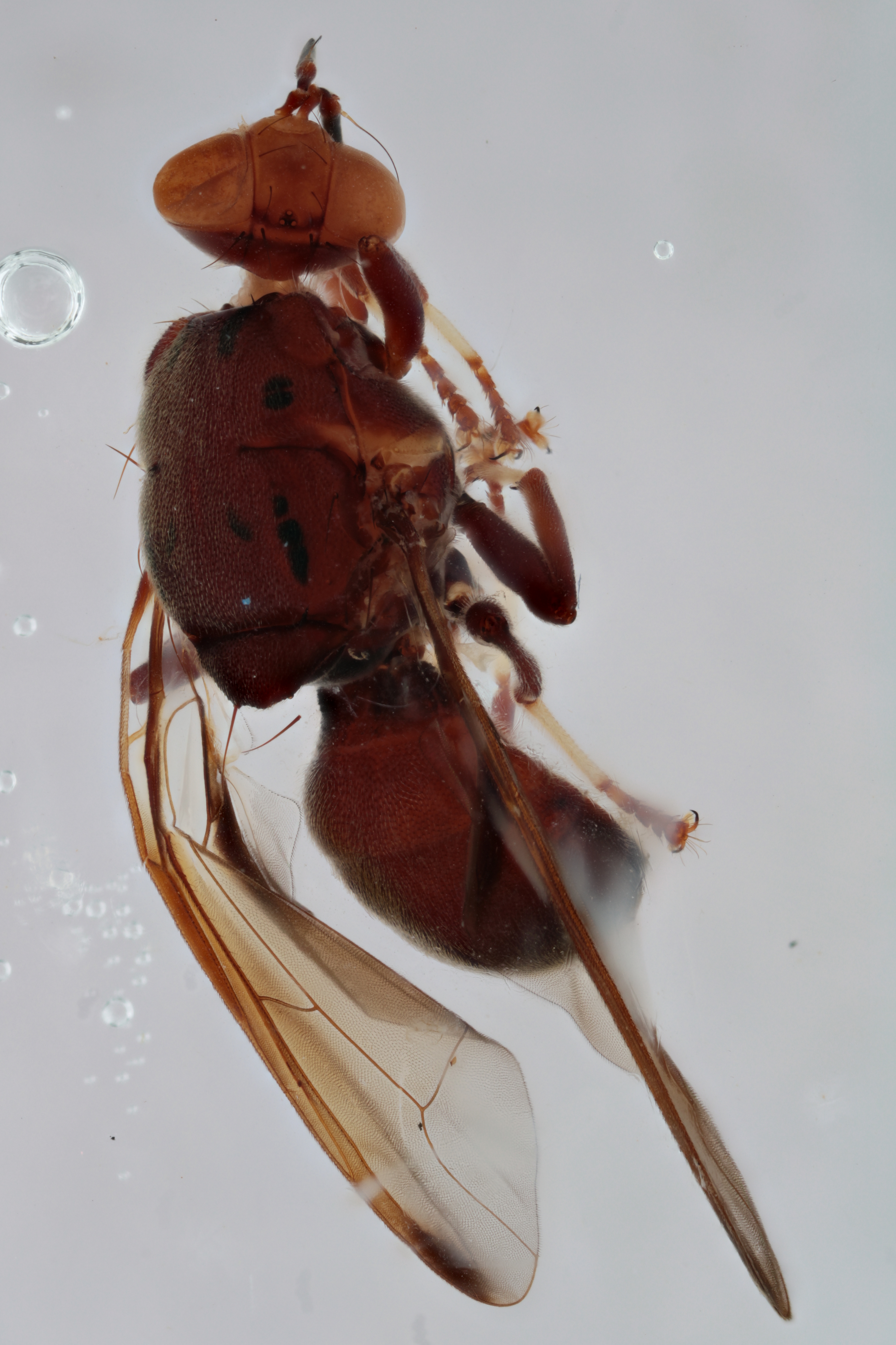 Image of a fruit fly