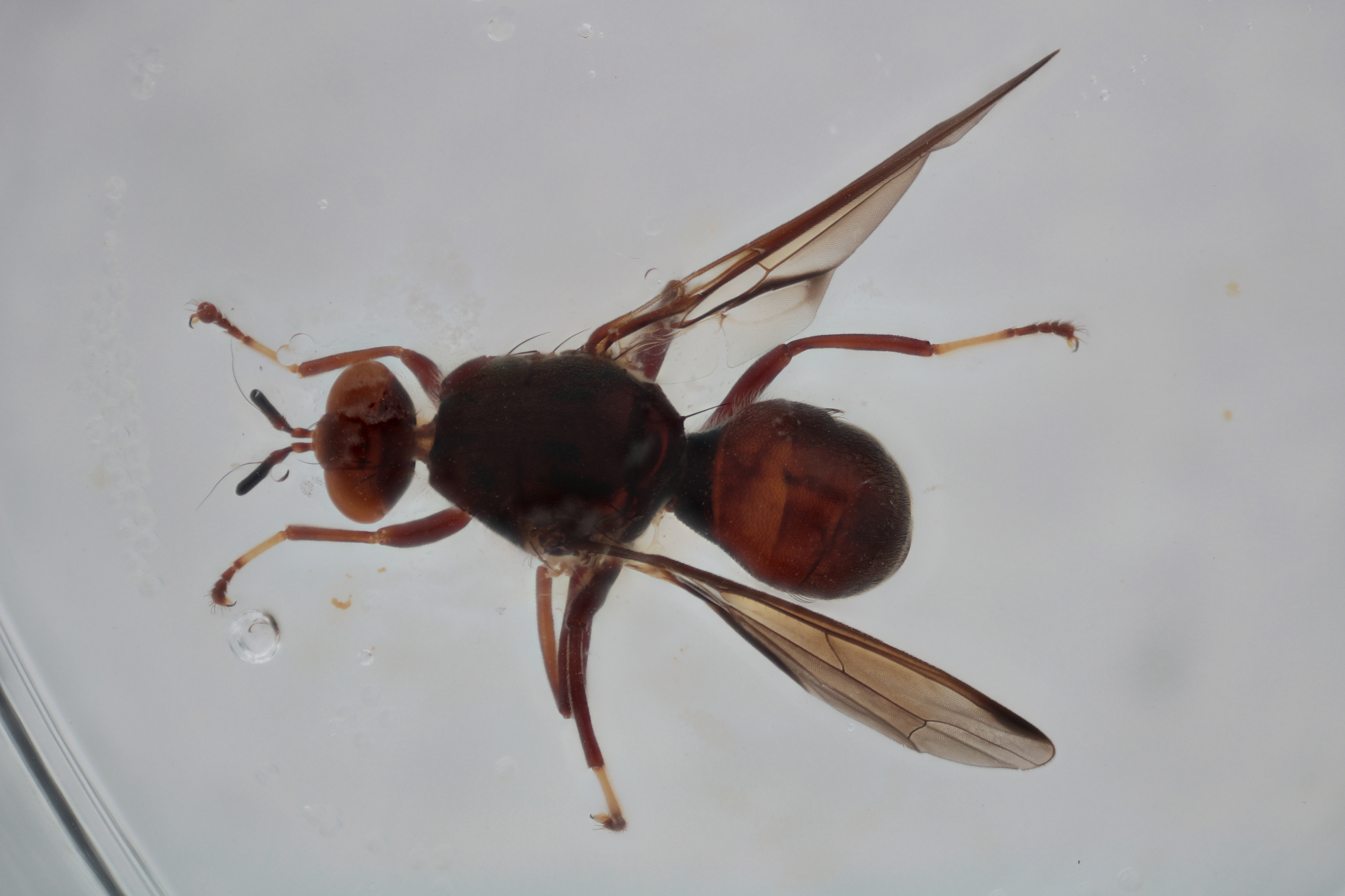 Image of a fruit fly