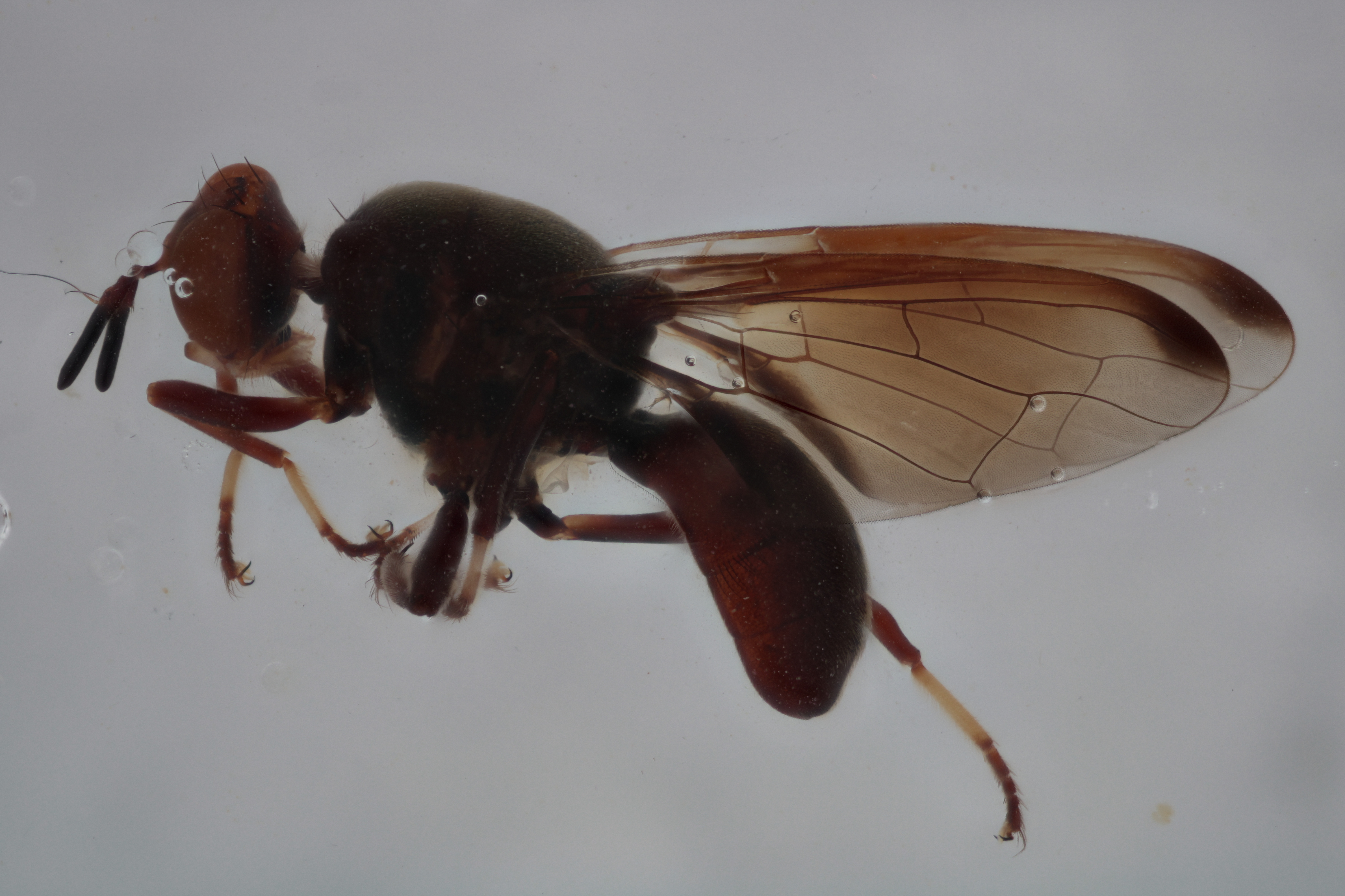 Image of a fruit fly