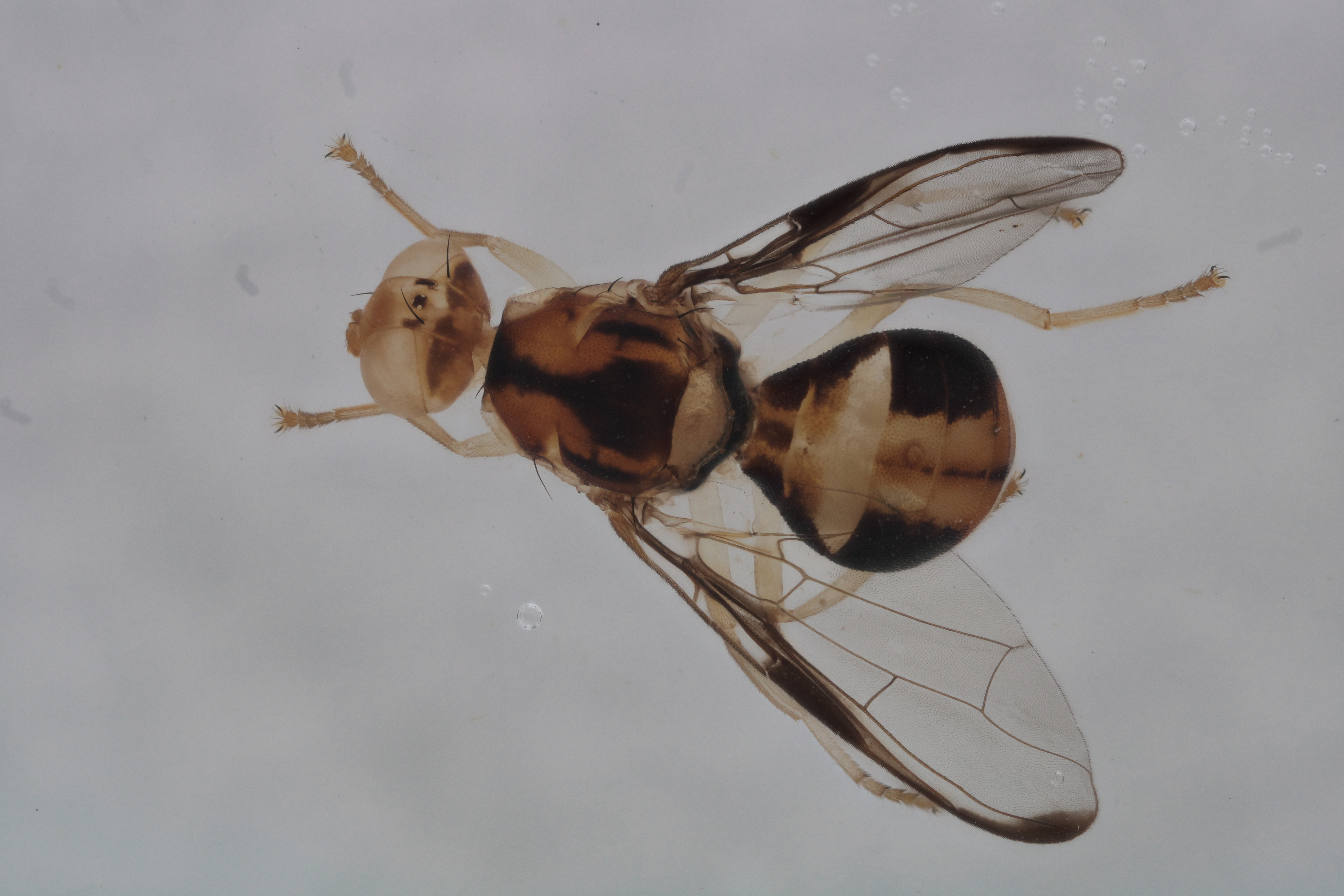 Image of a fruit fly